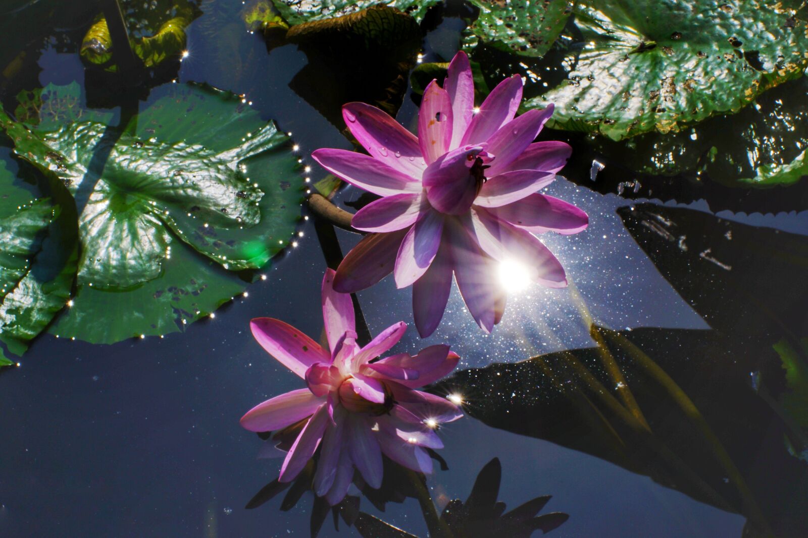Sony a6000 sample photo. Flower, lake, sun photography