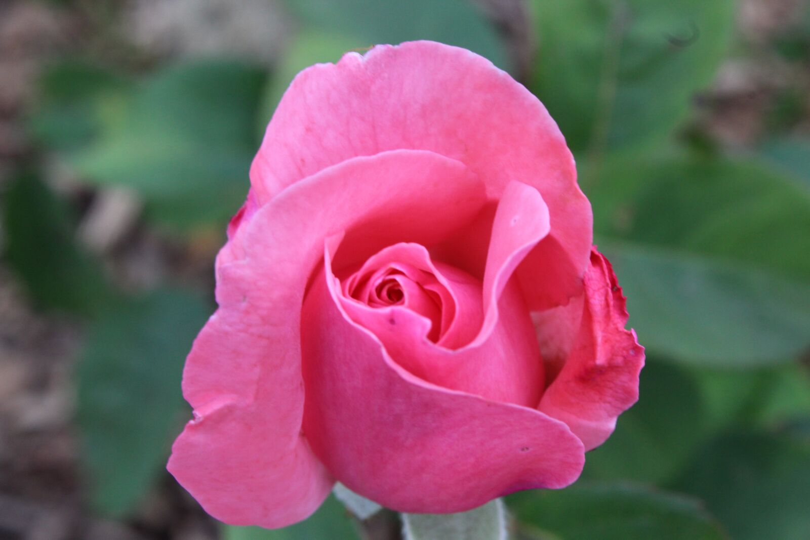 Canon EOS 1300D (EOS Rebel T6 / EOS Kiss X80) sample photo. Rose, bud, nature photography