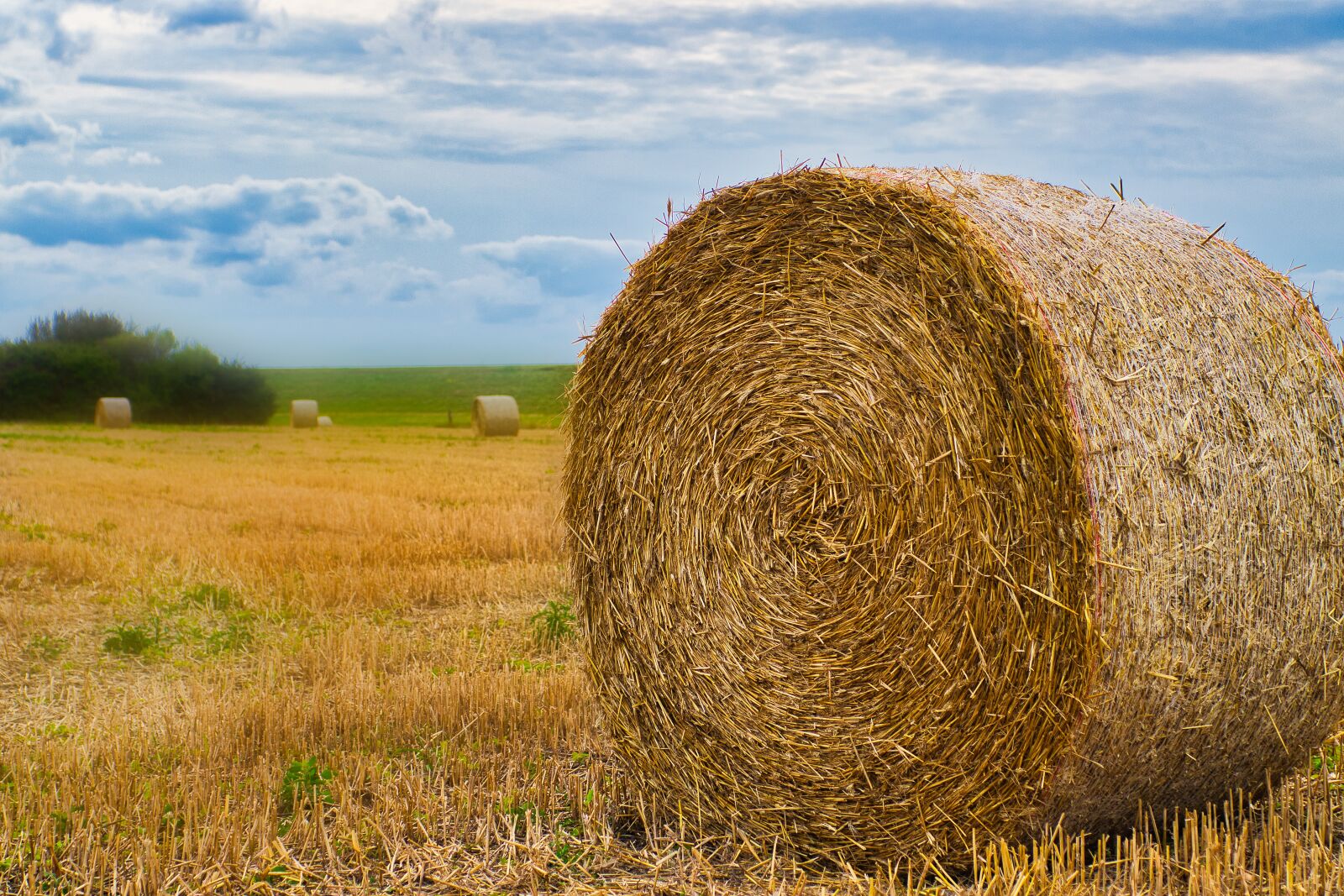 Canon EOS 80D sample photo. Field, straw role, agriculture photography