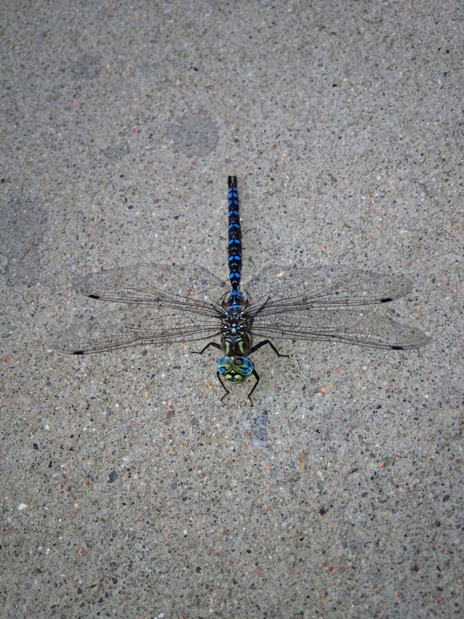 Apple iPhone 4S sample photo. Dragonfly, nature, insect photography