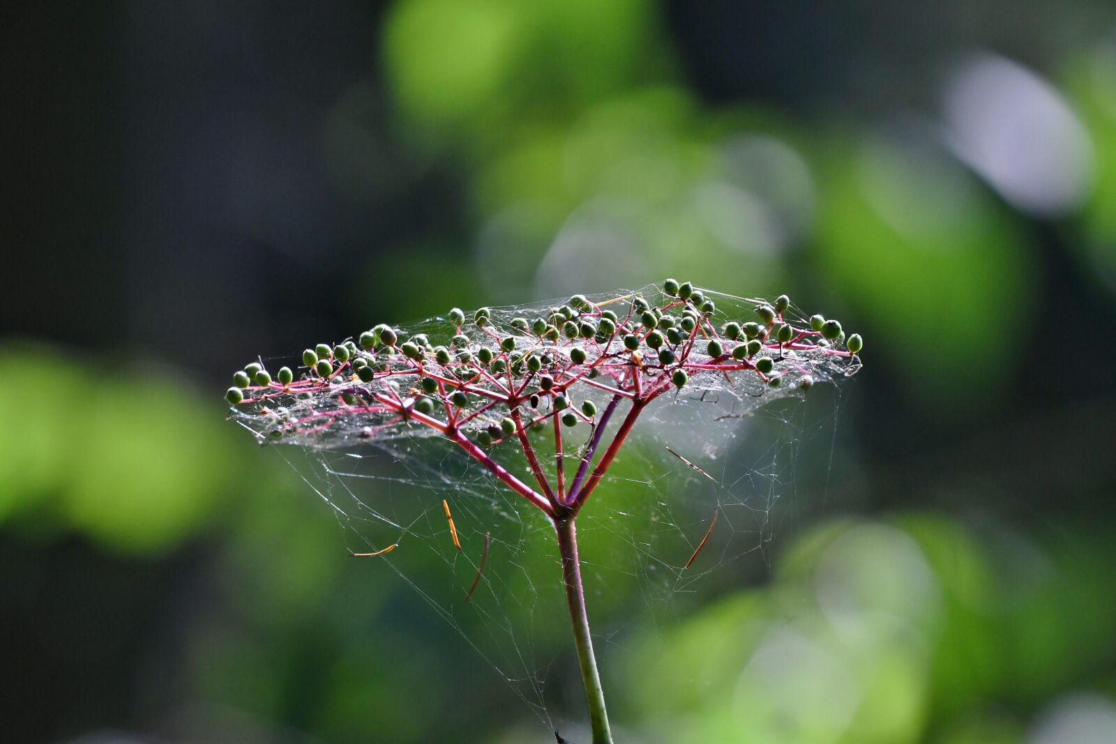 Nikon D500 sample photo. Elderberry, spider web, forest photography