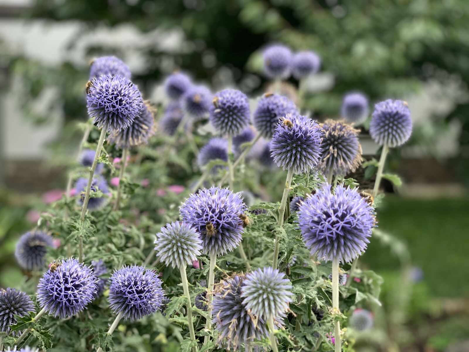 Apple iPhone XS sample photo. Thistle, bees, autumn photography