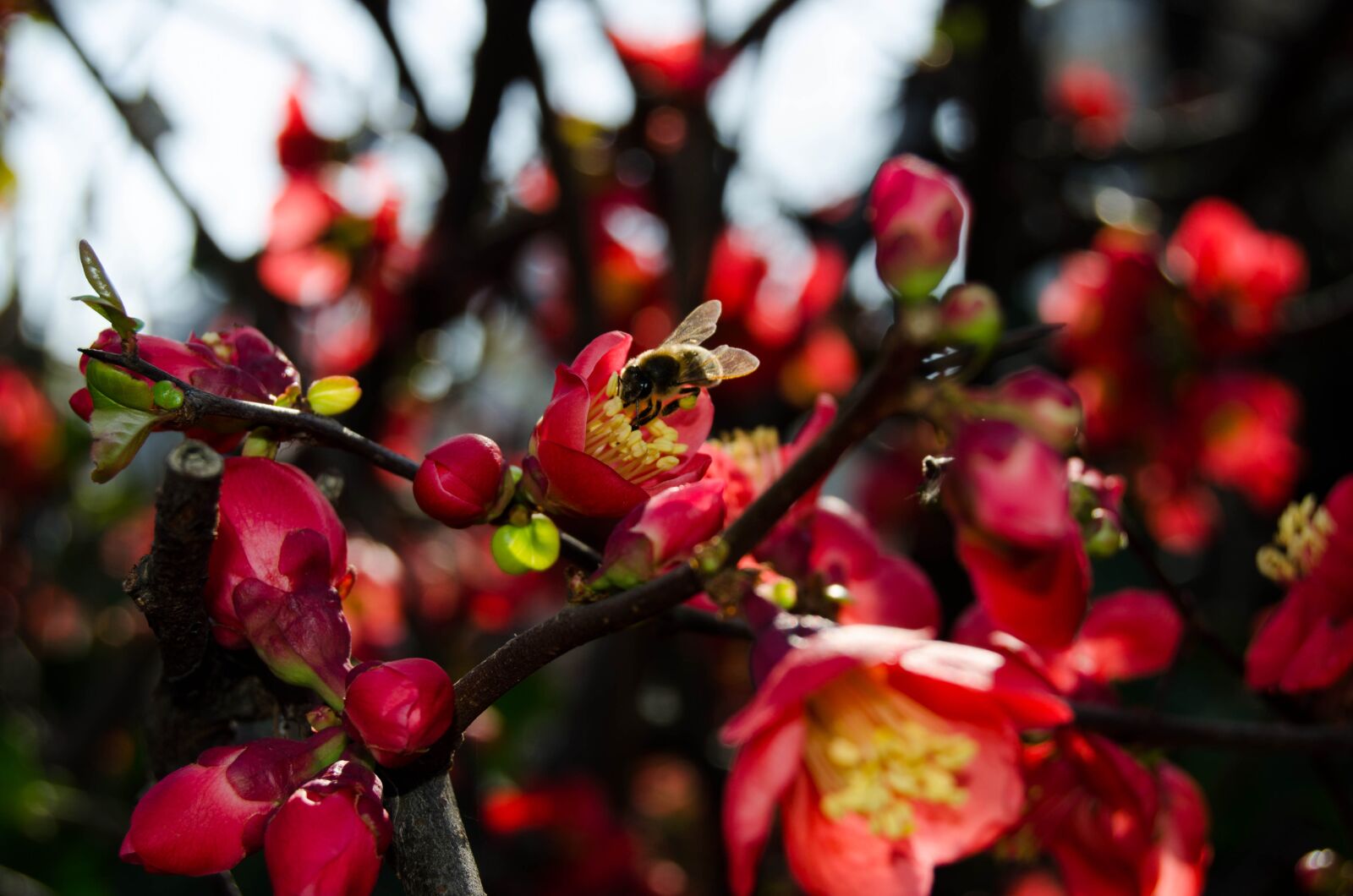 Nikon D5100 sample photo. Bee, flower, red photography