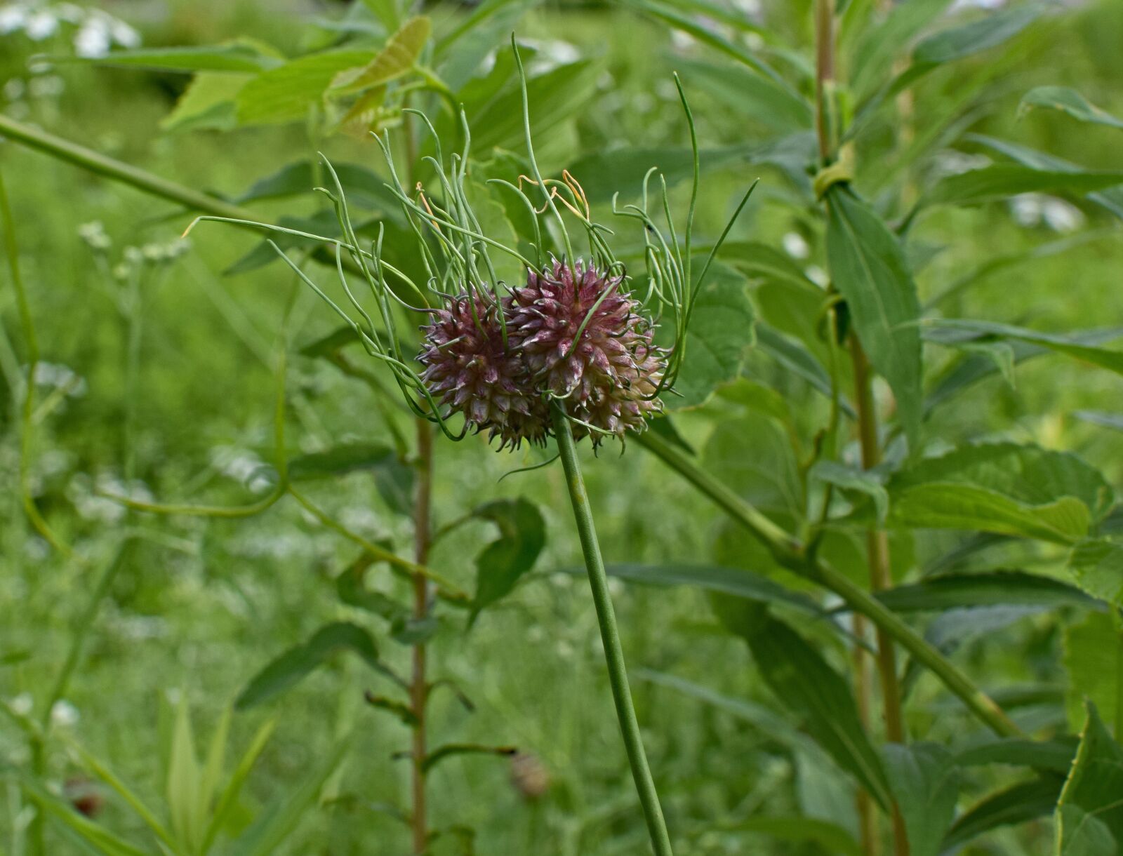 Nikon D3300 sample photo. Wild onion seed pods photography
