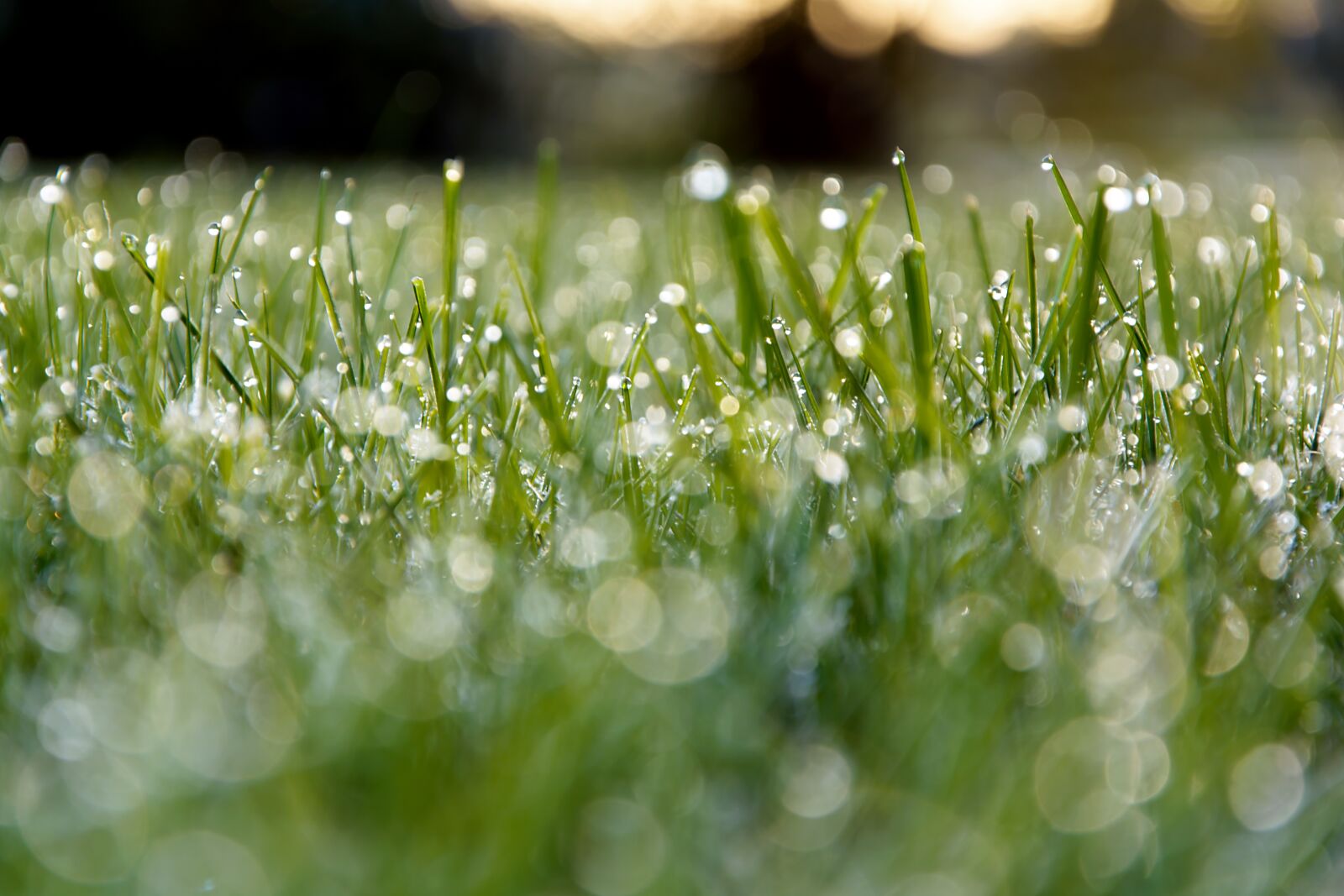 Nikon D5200 sample photo. Meadow, dew, morning photography