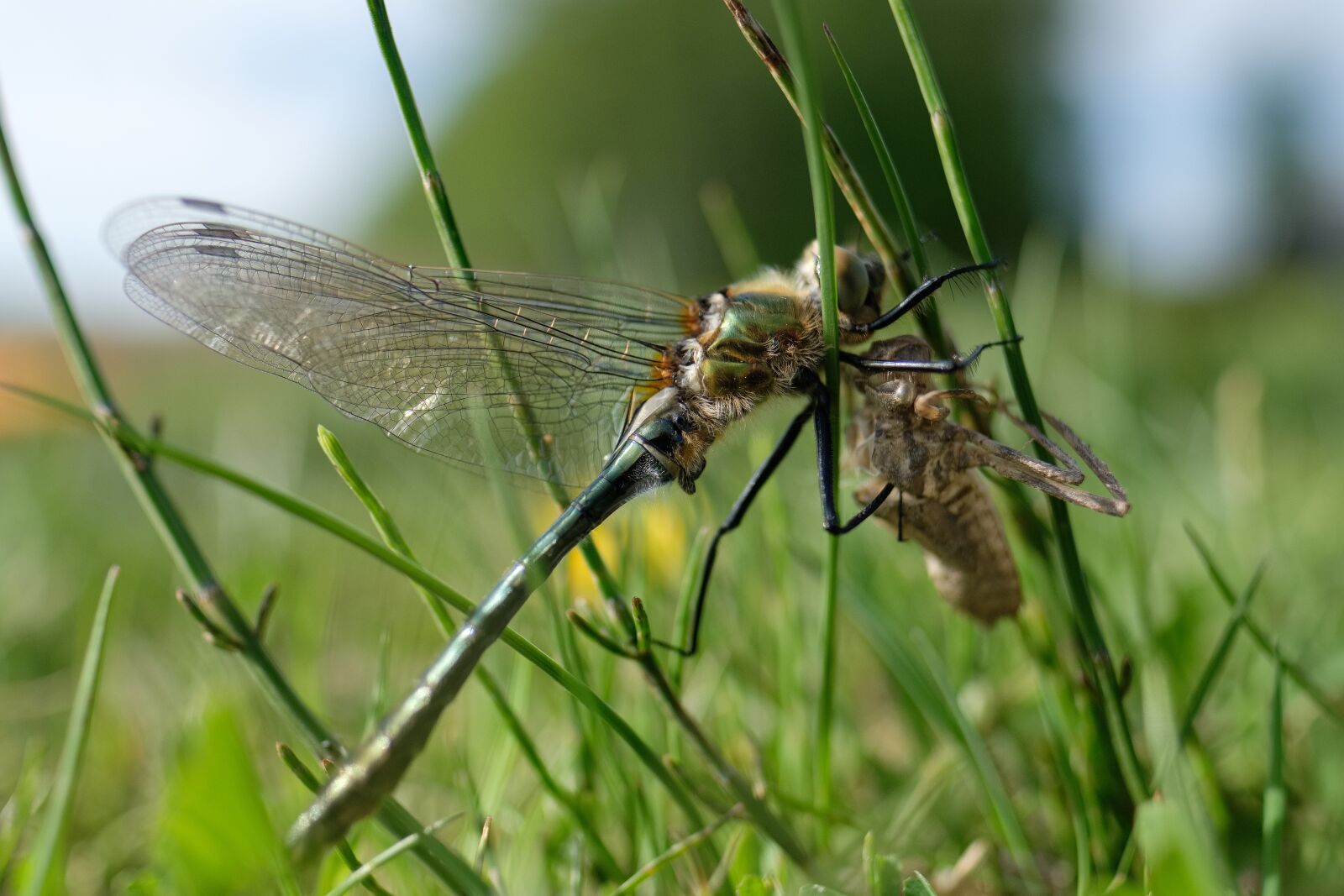 Fujifilm X-T2 + Fujifilm XF 16mm F1.4 R WR sample photo. Dragonfly, downy emerald, cordulia photography