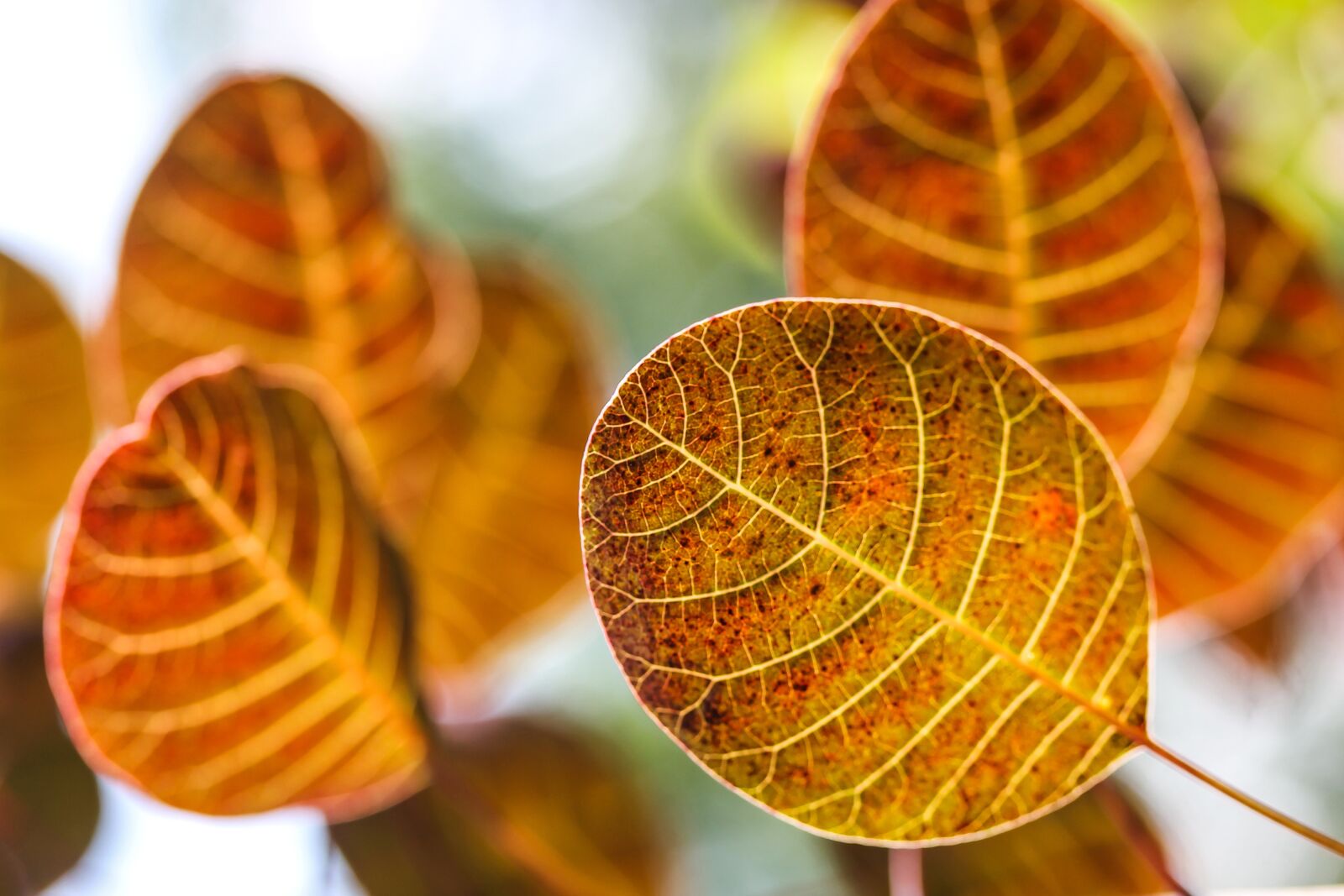 Canon EF-S 60mm F2.8 Macro USM sample photo. Autumn leaves, autumn, autumn photography