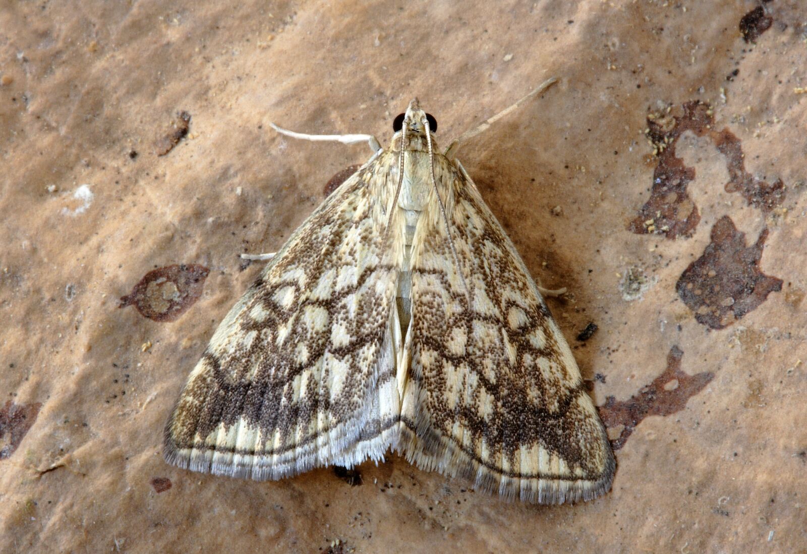 Canon EOS 400D (EOS Digital Rebel XTi / EOS Kiss Digital X) sample photo. Moth, pyralid, insect photography