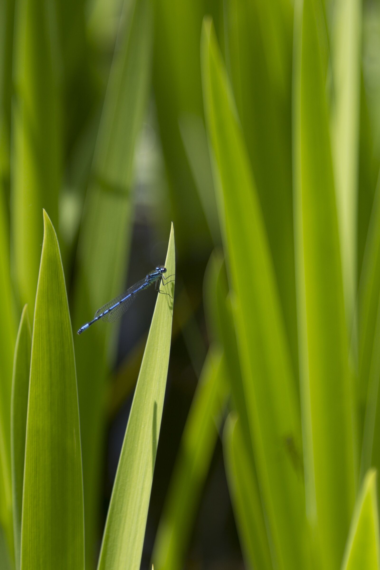 Canon EOS 600D (Rebel EOS T3i / EOS Kiss X5) + Canon EF 24-105mm F4L IS USM sample photo. Common blue damselfly, blue photography