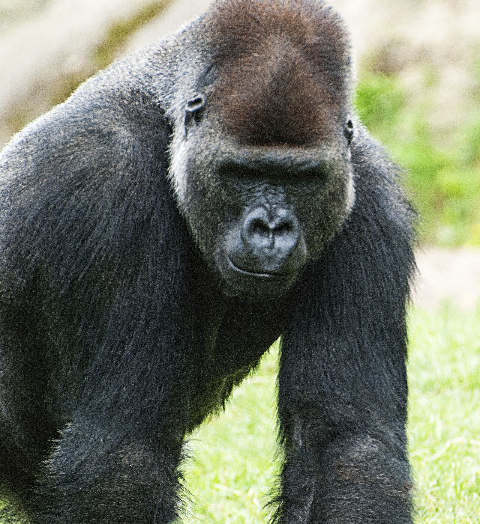 Nikon D80 sample photo. Gorilla, monkey, monkey man photography