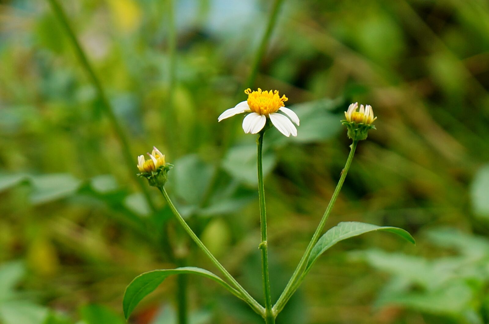 Sony Alpha NEX-F3 + Sony E 18-55mm F3.5-5.6 OSS sample photo. Wild daisies, white, natural photography