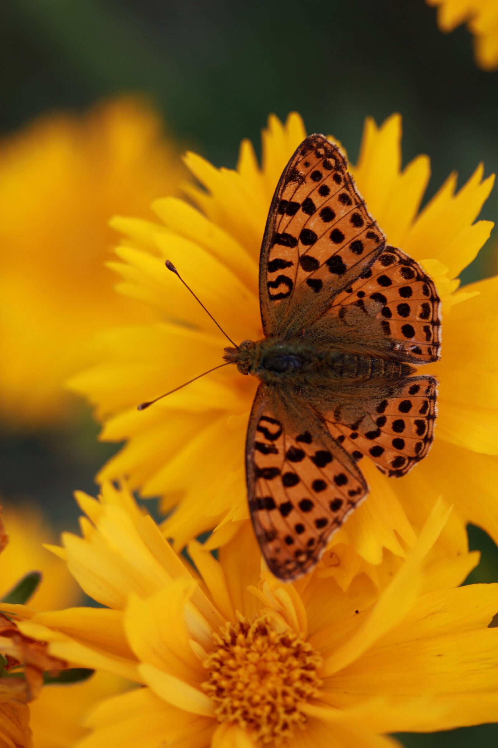 Canon EF-S 60mm F2.8 Macro USM sample photo. Butterfly, flower, yellow photography
