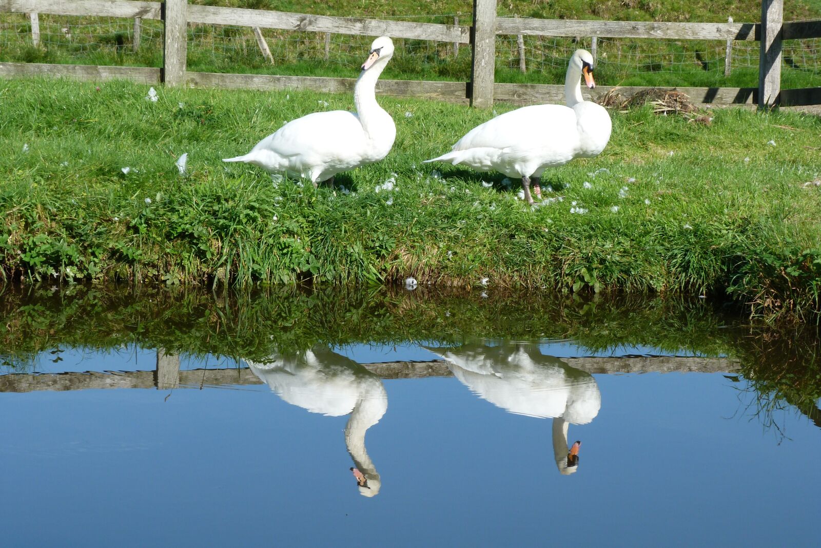 Panasonic Lumix DMC-FZ40 (Lumix DMC-FZ45) sample photo. Swans, pair, reflection photography