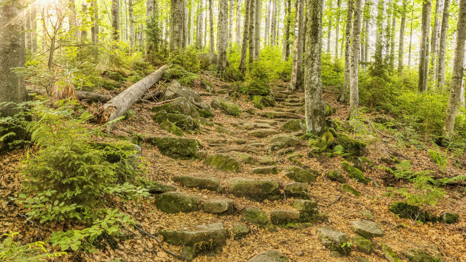 Sony a6300 + Sigma 30mm F2.8 EX DN sample photo. Bavarian forest, trail, forest photography