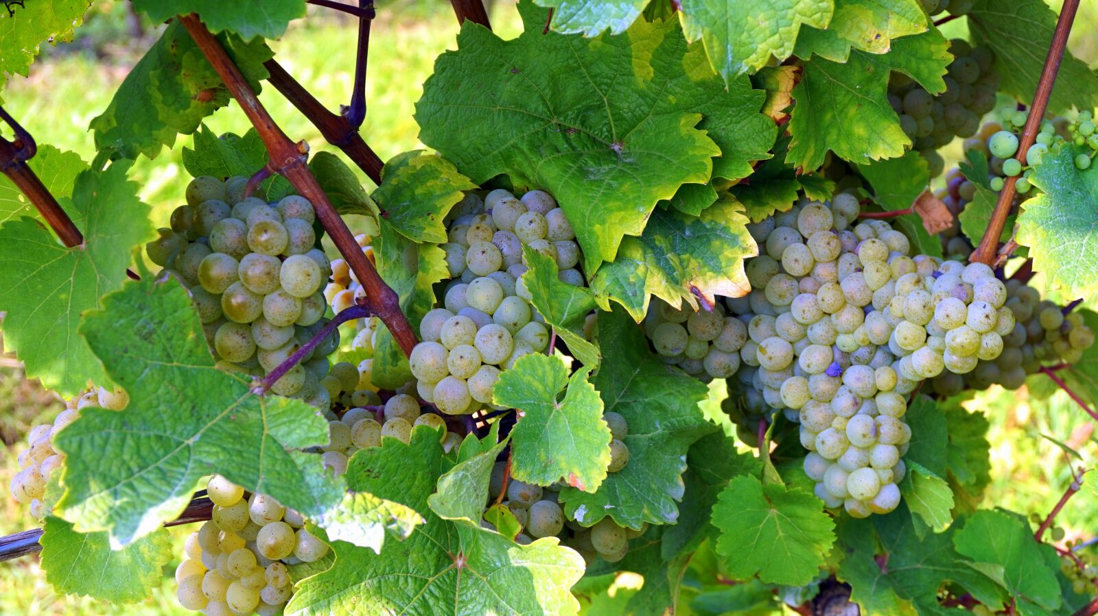 Sony Alpha a5000 (ILCE 5000) sample photo. Wine, grapes, alcohol photography