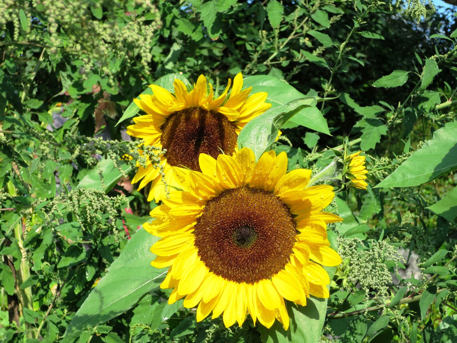 Canon PowerShot S120 sample photo. Sunflower, plant, yellow photography