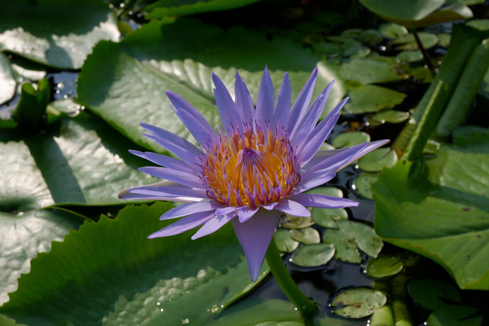 Fujifilm X-A5 sample photo. Lotus, purple lotus, buddhist photography