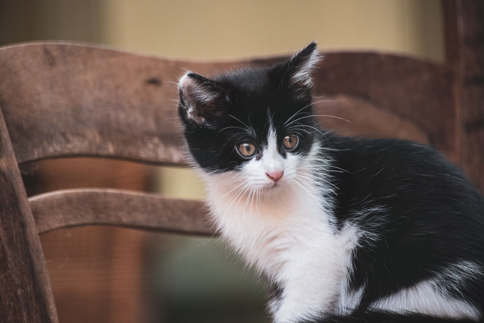 Canon EF 70-300mm F4-5.6 IS USM sample photo. Cat, mammal, animal photography
