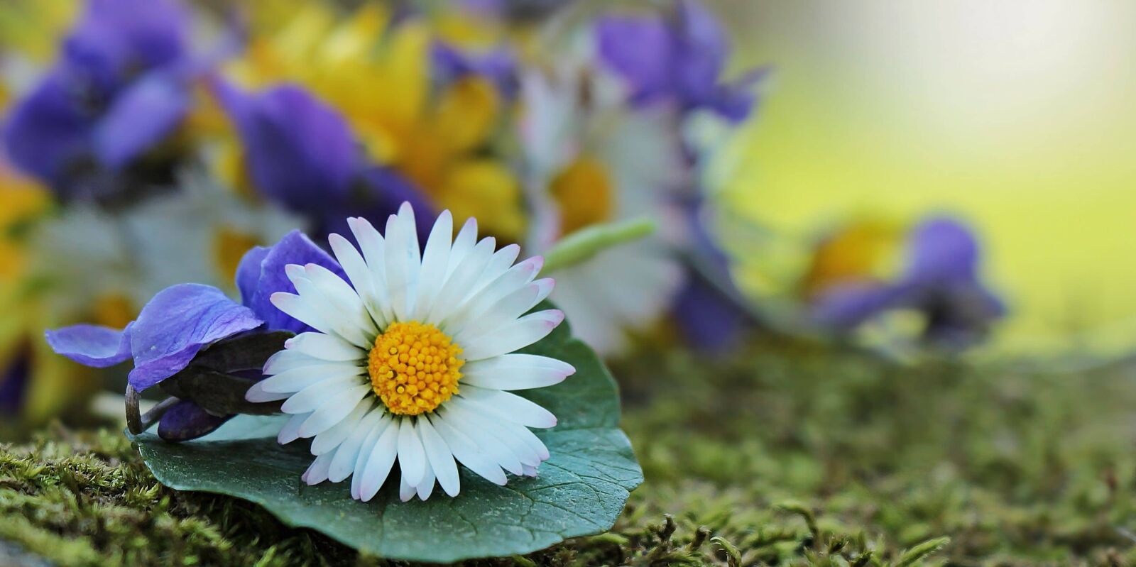 Canon EOS 550D (EOS Rebel T2i / EOS Kiss X4) sample photo. Daisy, daylight, flower, summer photography