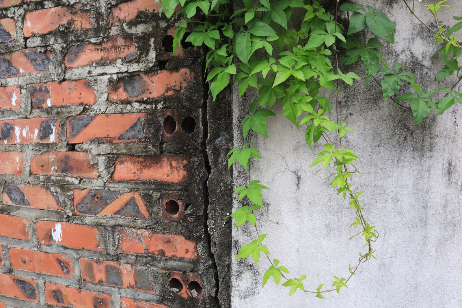 Canon EOS M50 (EOS Kiss M) sample photo. The wall, tiles, tree photography