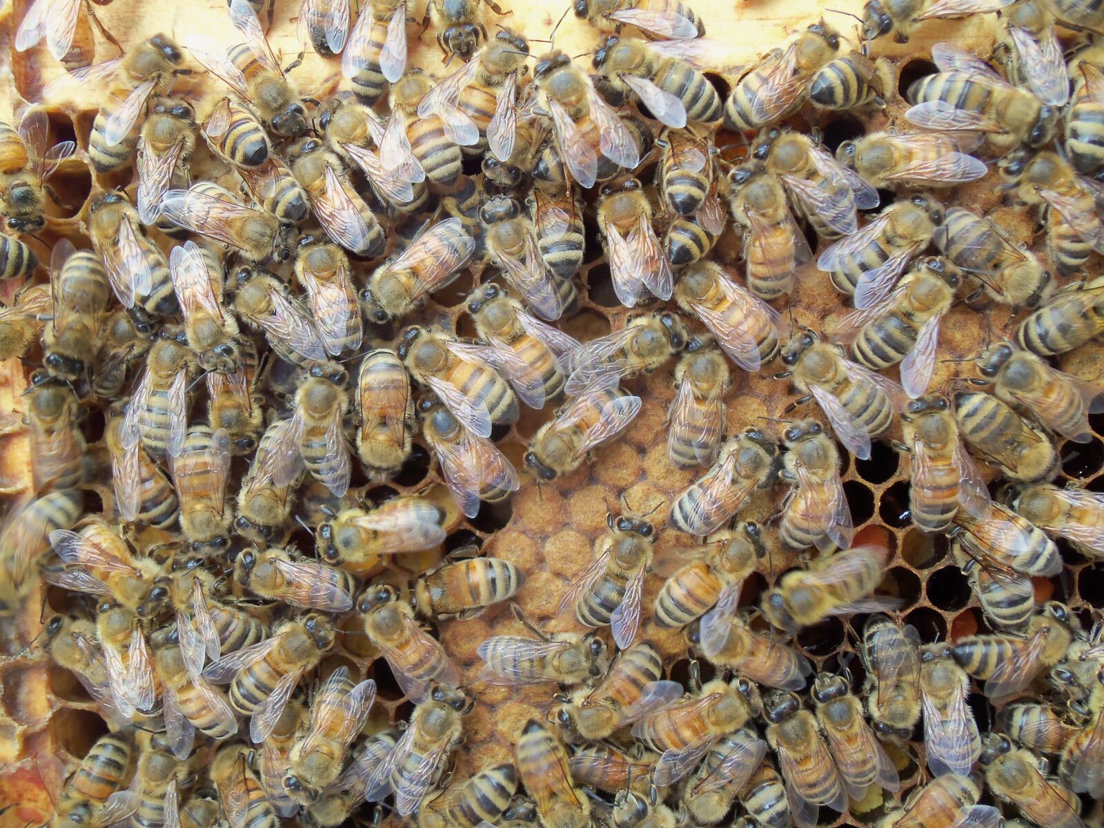Kodak EASYSHARE M580 DIGITAL CAMERA sample photo. Honey bee, capped, brood photography