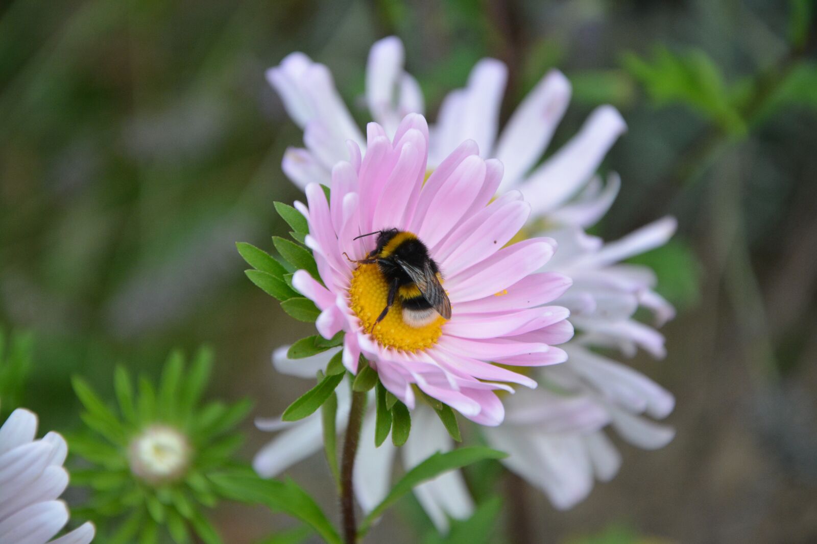 Nikon D5200 sample photo. Bee, flower, forage photography