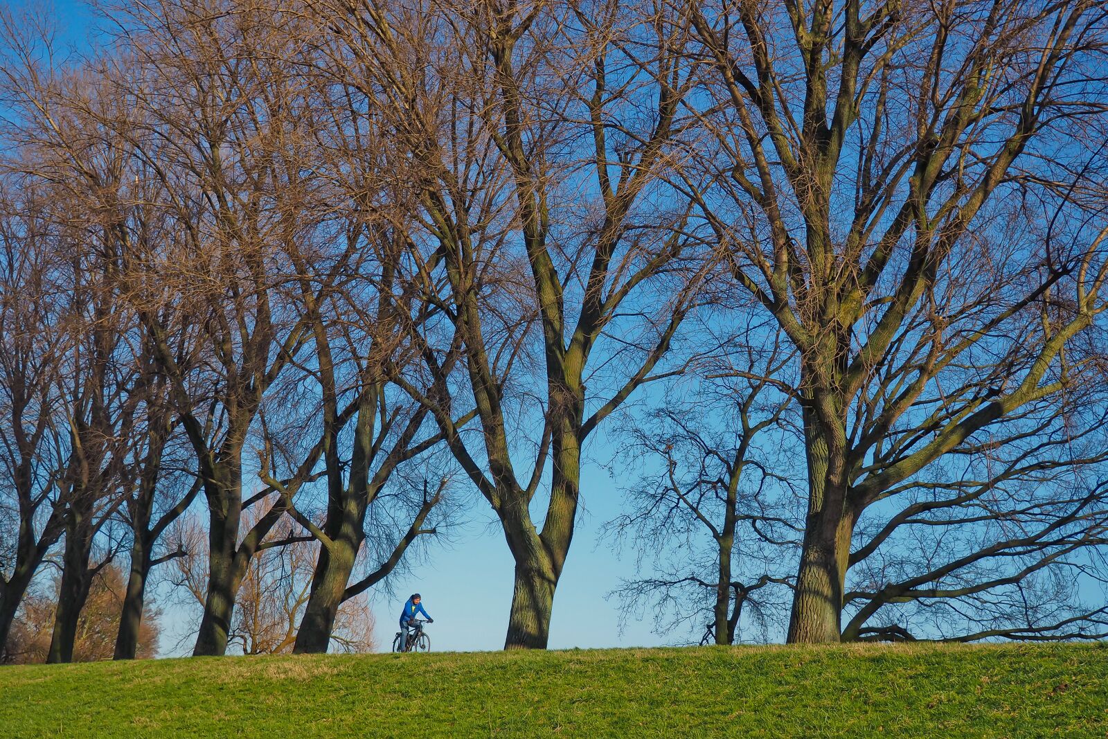 Olympus OM-D E-M10 sample photo. Trees, nature, landscape photography