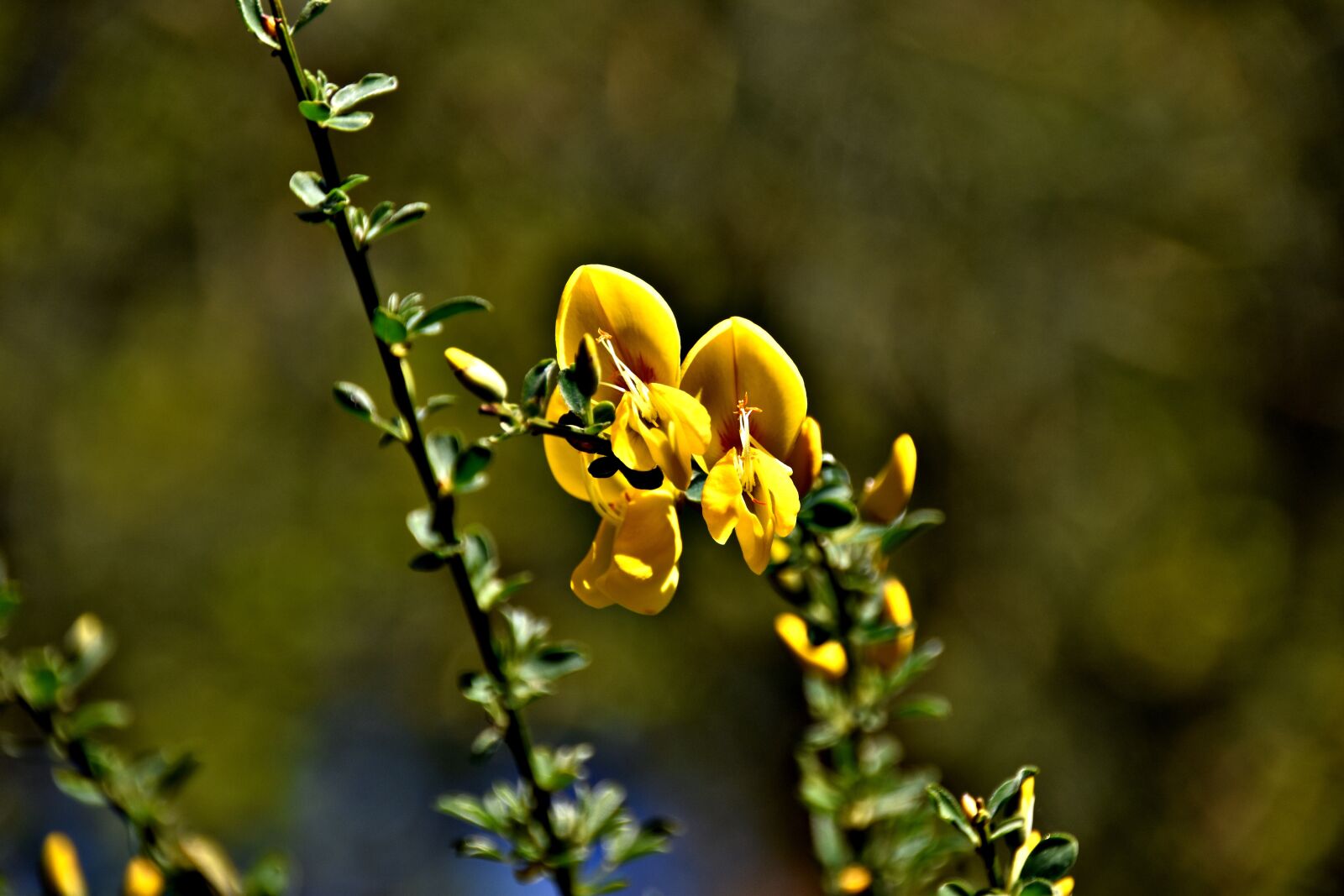 Nikon D5600 sample photo. Nature, flowers, summer photography