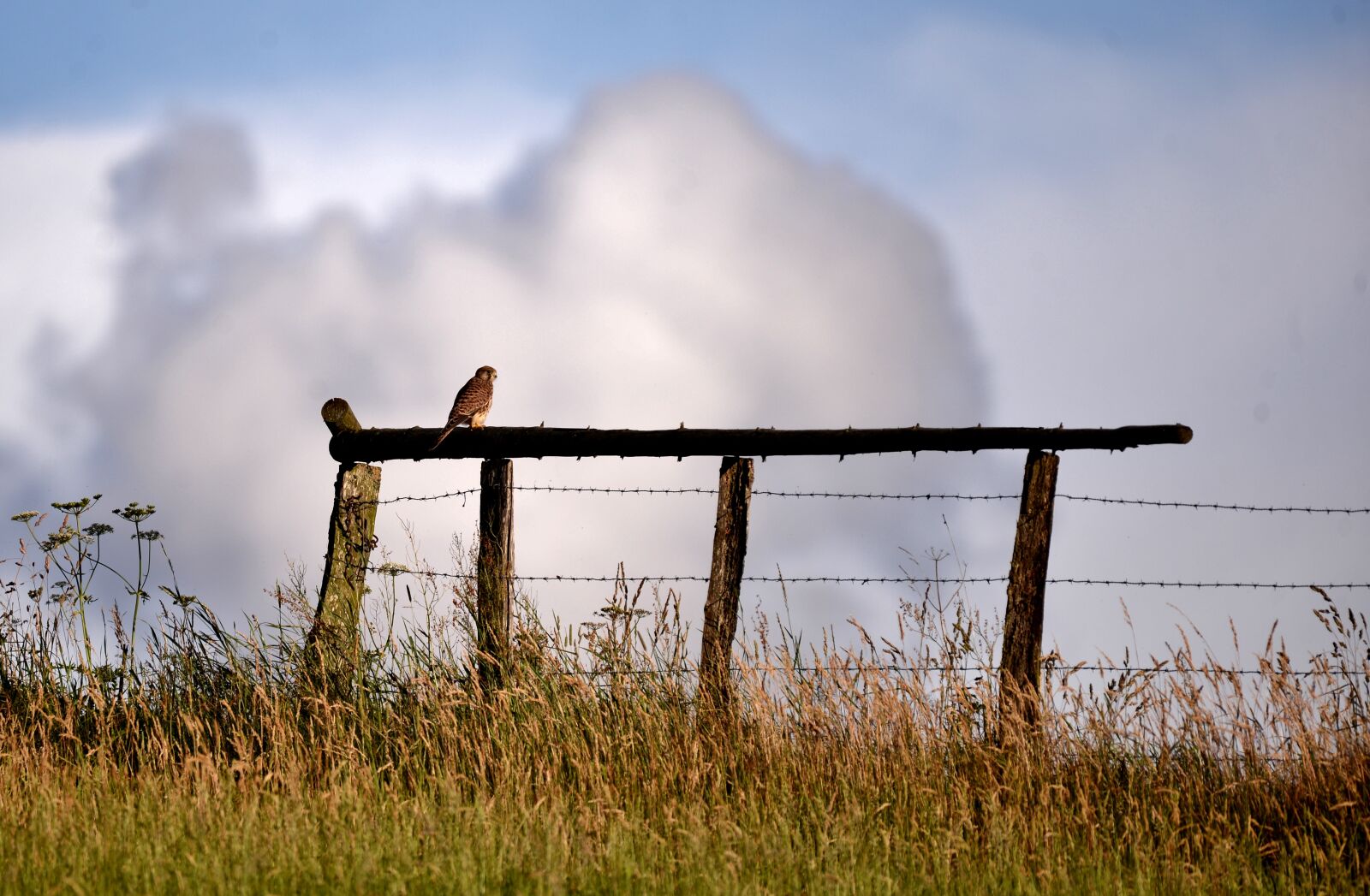 Nikon D600 sample photo. Valk, bird of prey photography