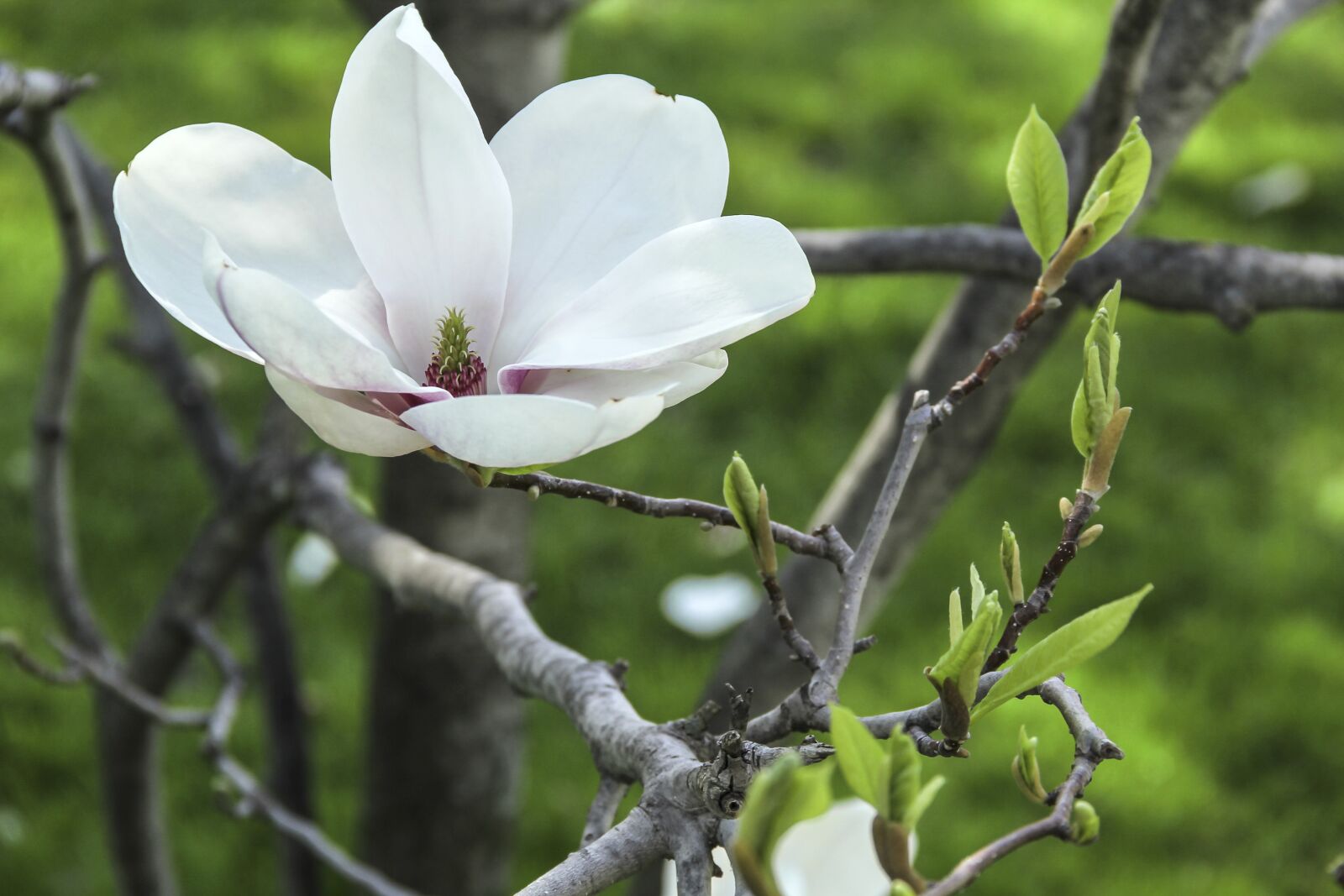Canon EOS 60D sample photo. Magnolia, flower, tree photography