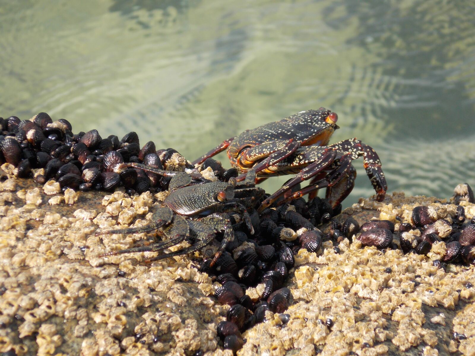 Nikon COOLPIX L320 sample photo. Crabs, south america, peru photography