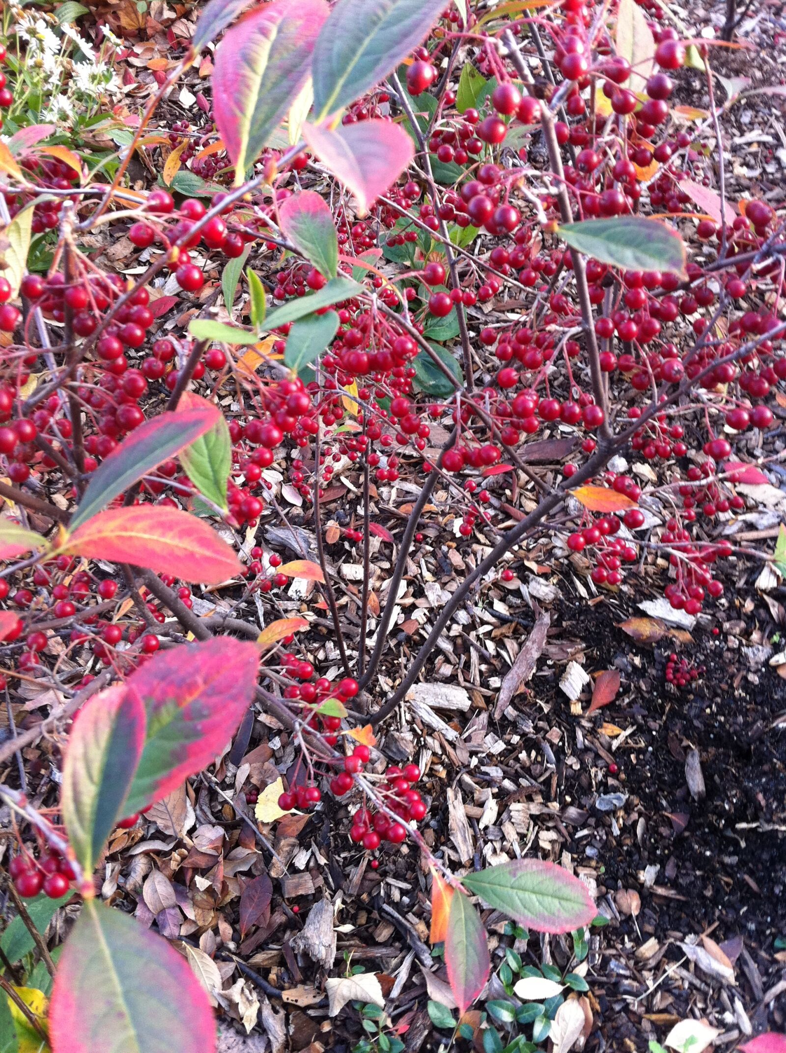 Apple iPhone 4 sample photo