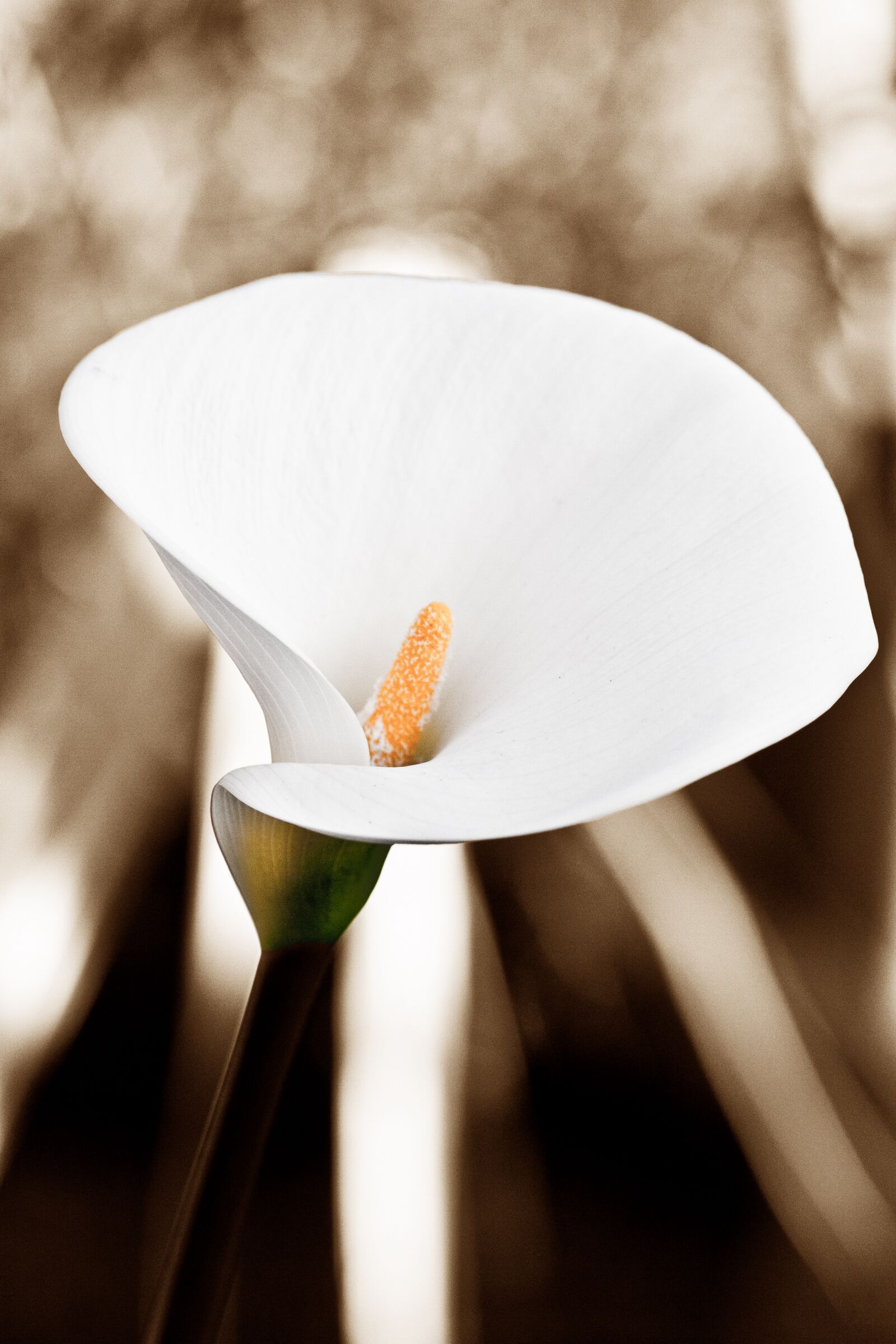 Canon EOS 20D sample photo. Nature, flower, petal photography