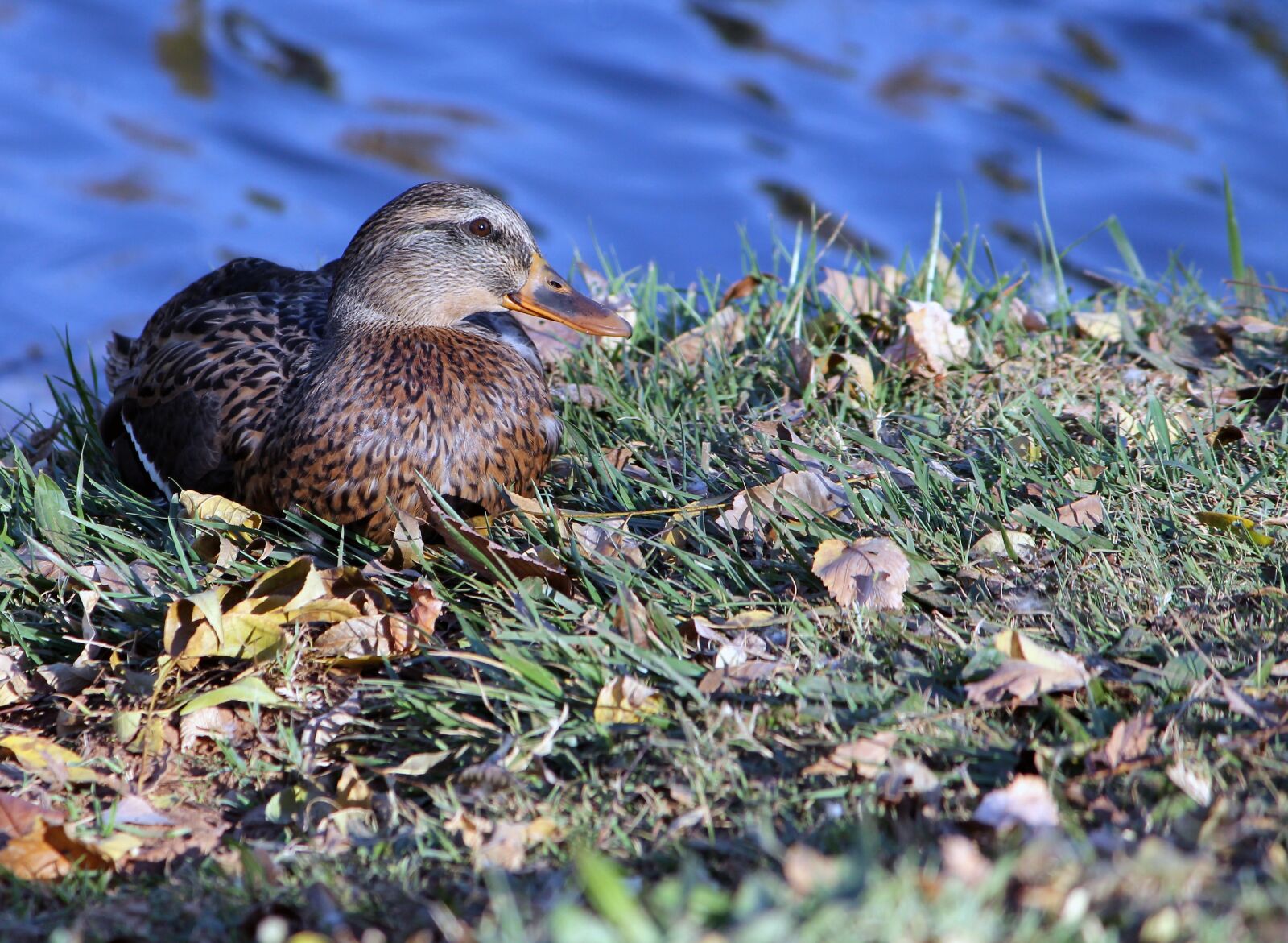 Canon EOS 1100D (EOS Rebel T3 / EOS Kiss X50) sample photo. Duck, female, mallard photography