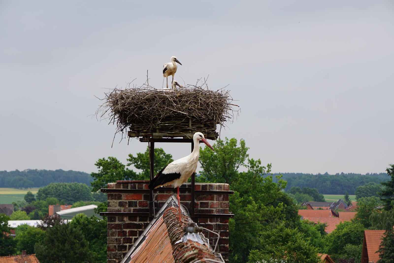 Sony E 55-210mm F4.5-6.3 OSS sample photo. Stork, young storks, plumage photography