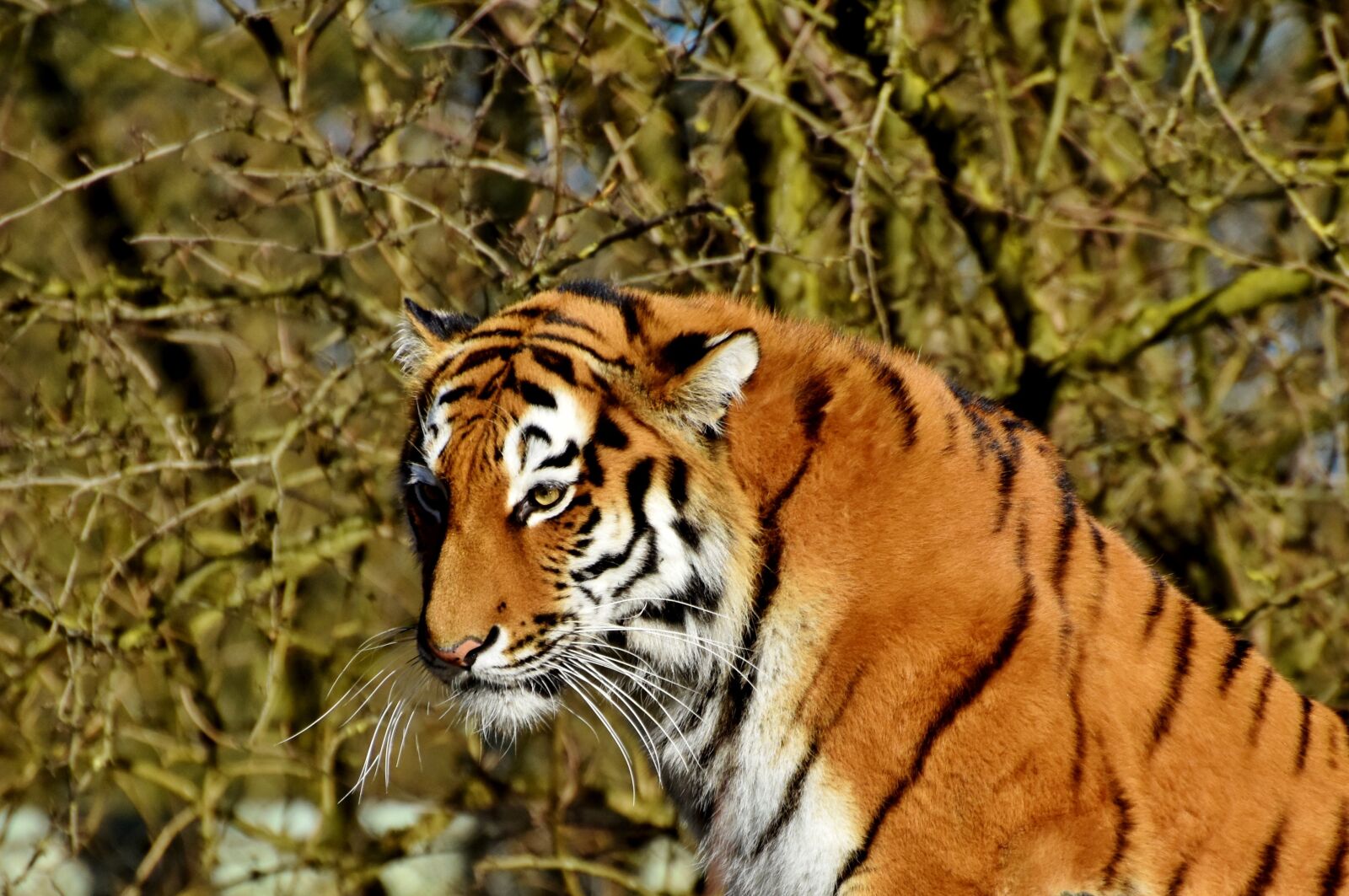Nikon D7200 sample photo. Tiger, tiger head, big photography