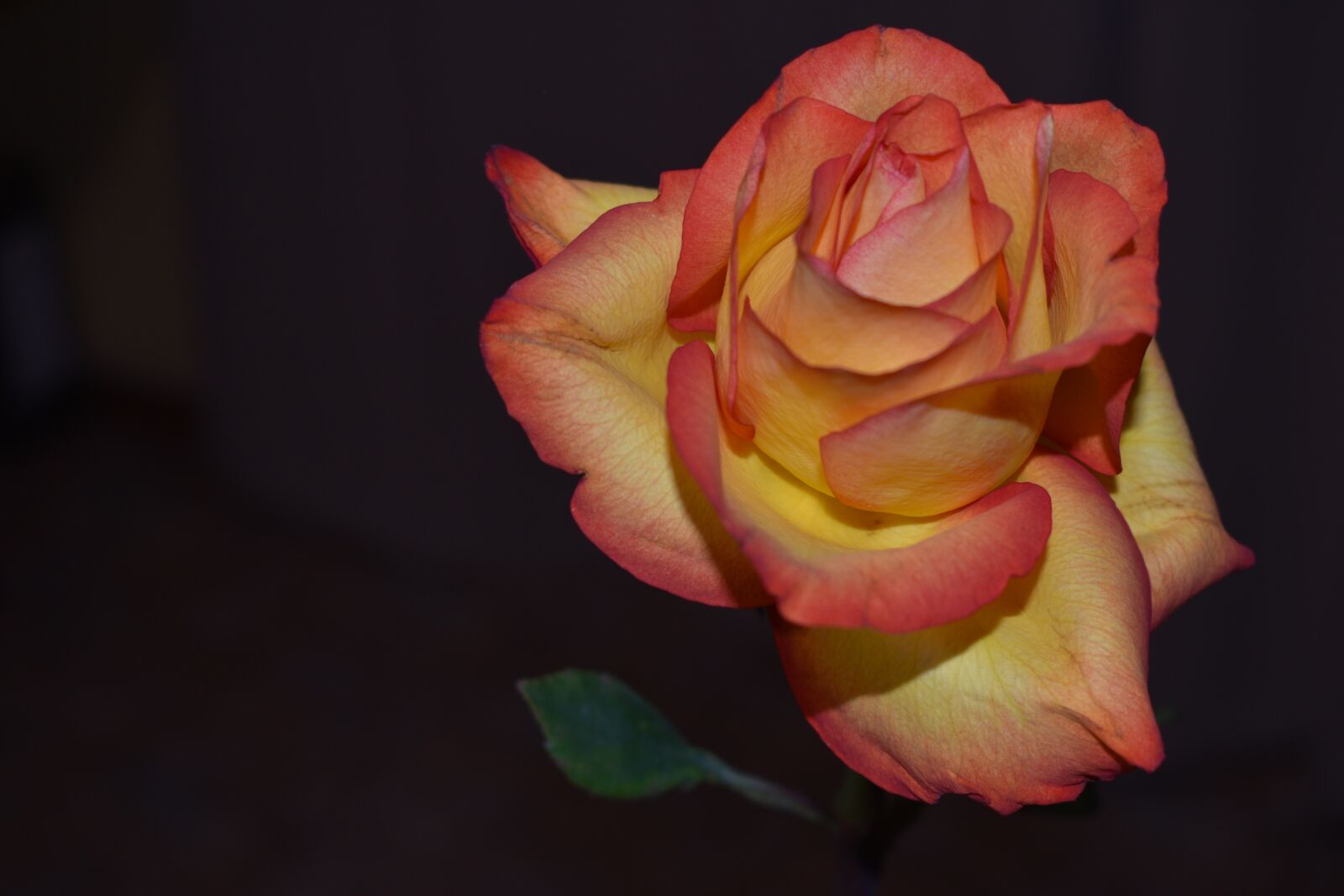 Nikon D3500 sample photo. Rose, flowers, petal photography