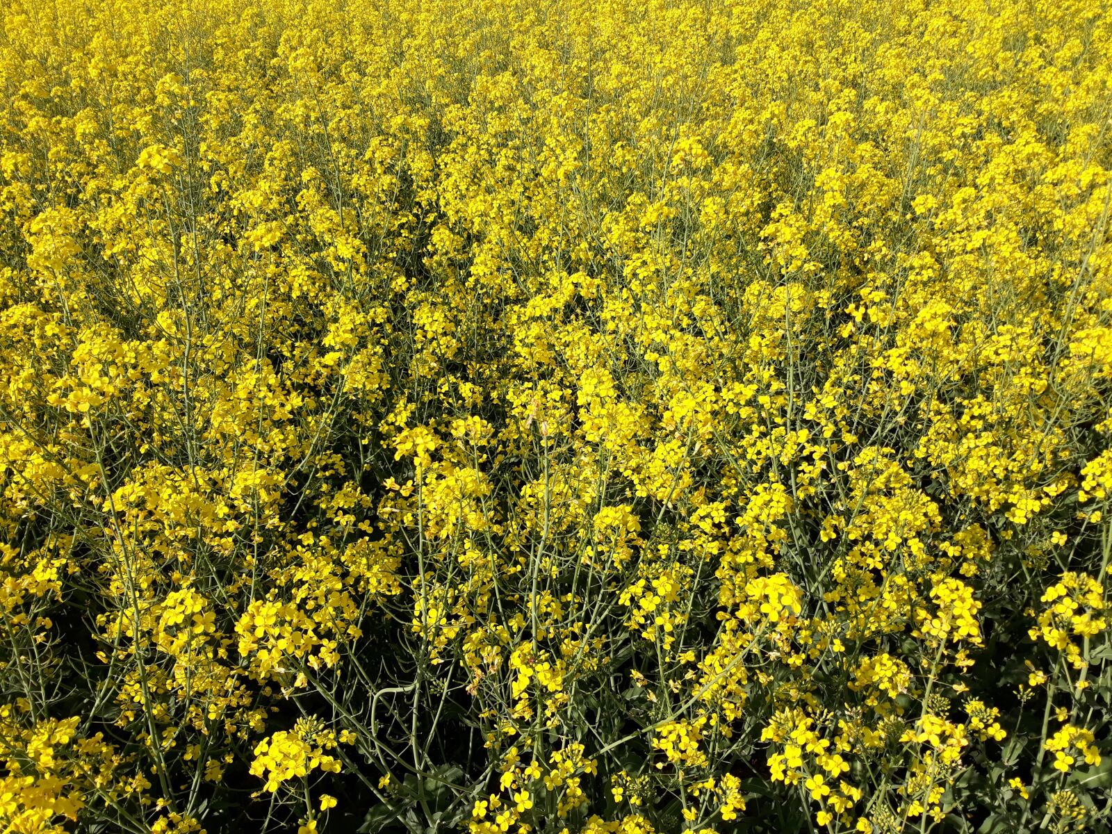 Samsung Galaxy J5 sample photo. Oilseed rape, austria, landscape photography