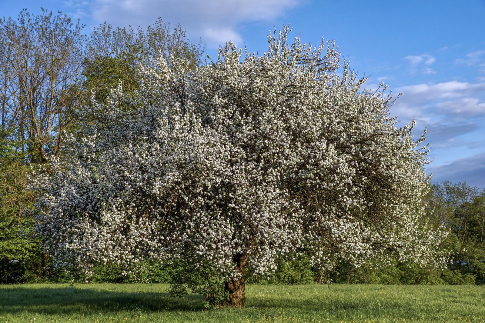 Sony DT 18-135mm F3.5-5.6 SAM sample photo. Fruit tree, flowers, blossom photography