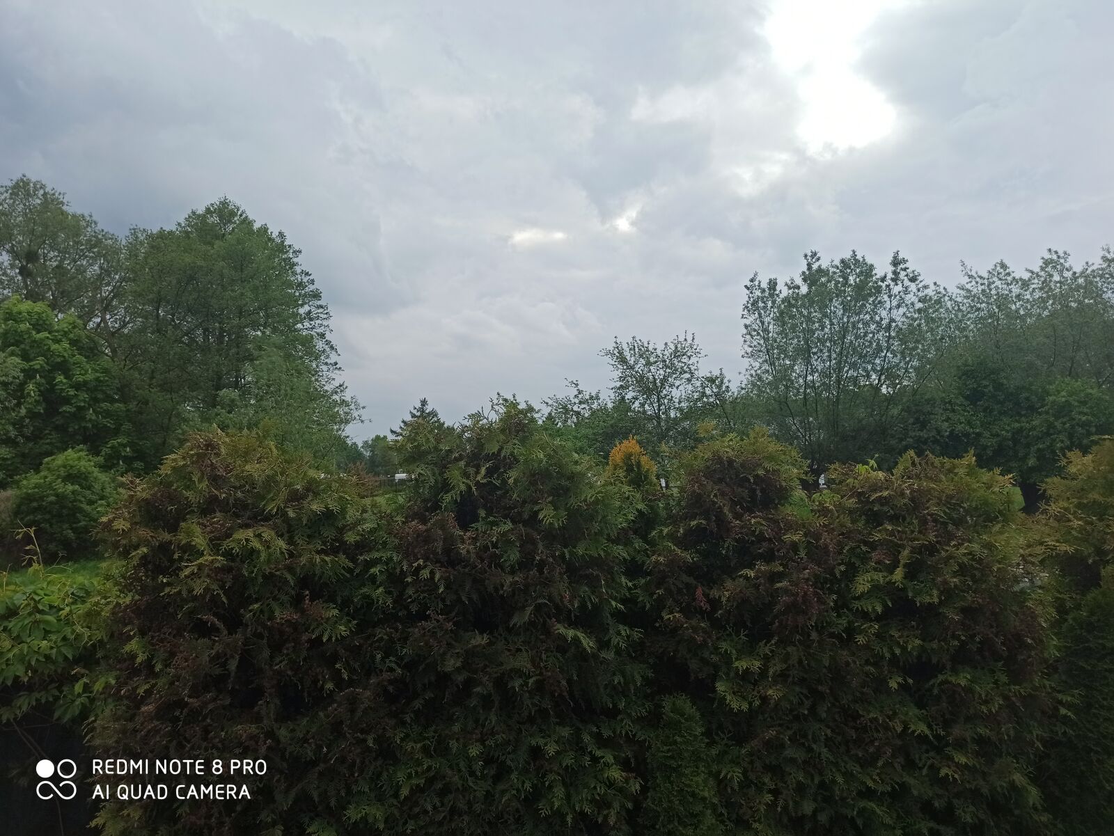 Xiaomi Redmi Note 8 Pro sample photo. Green, shrubs, forest photography