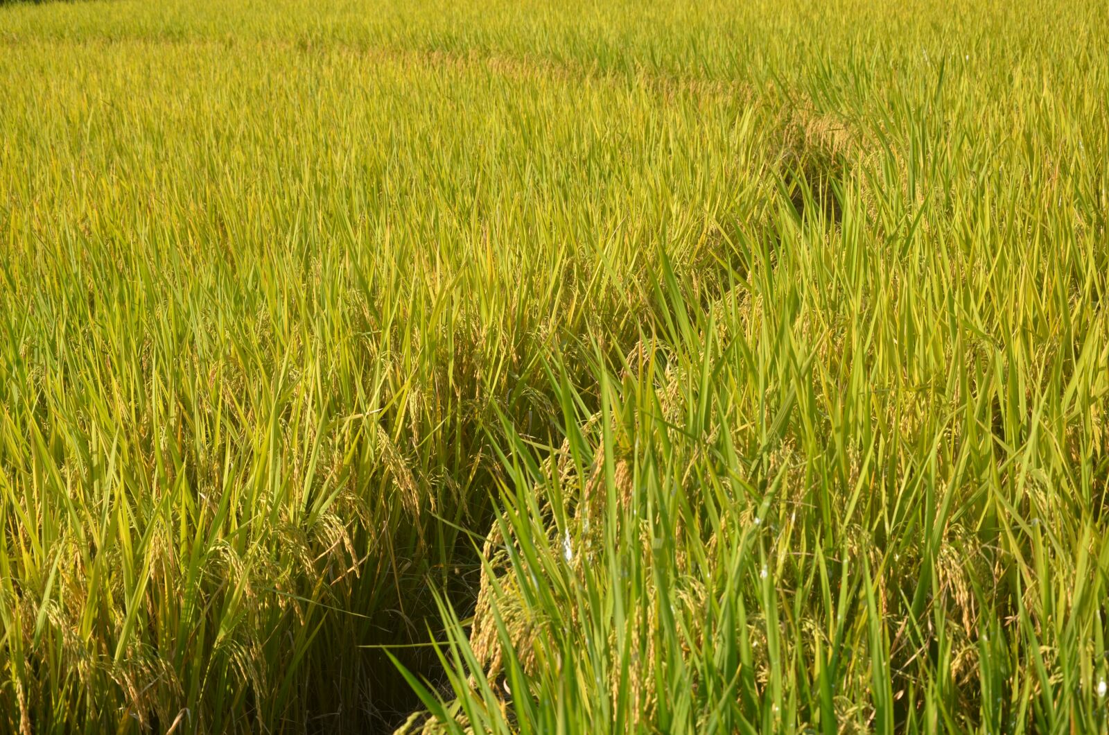 Nikon D5100 sample photo. Rice, autumn, mature photography