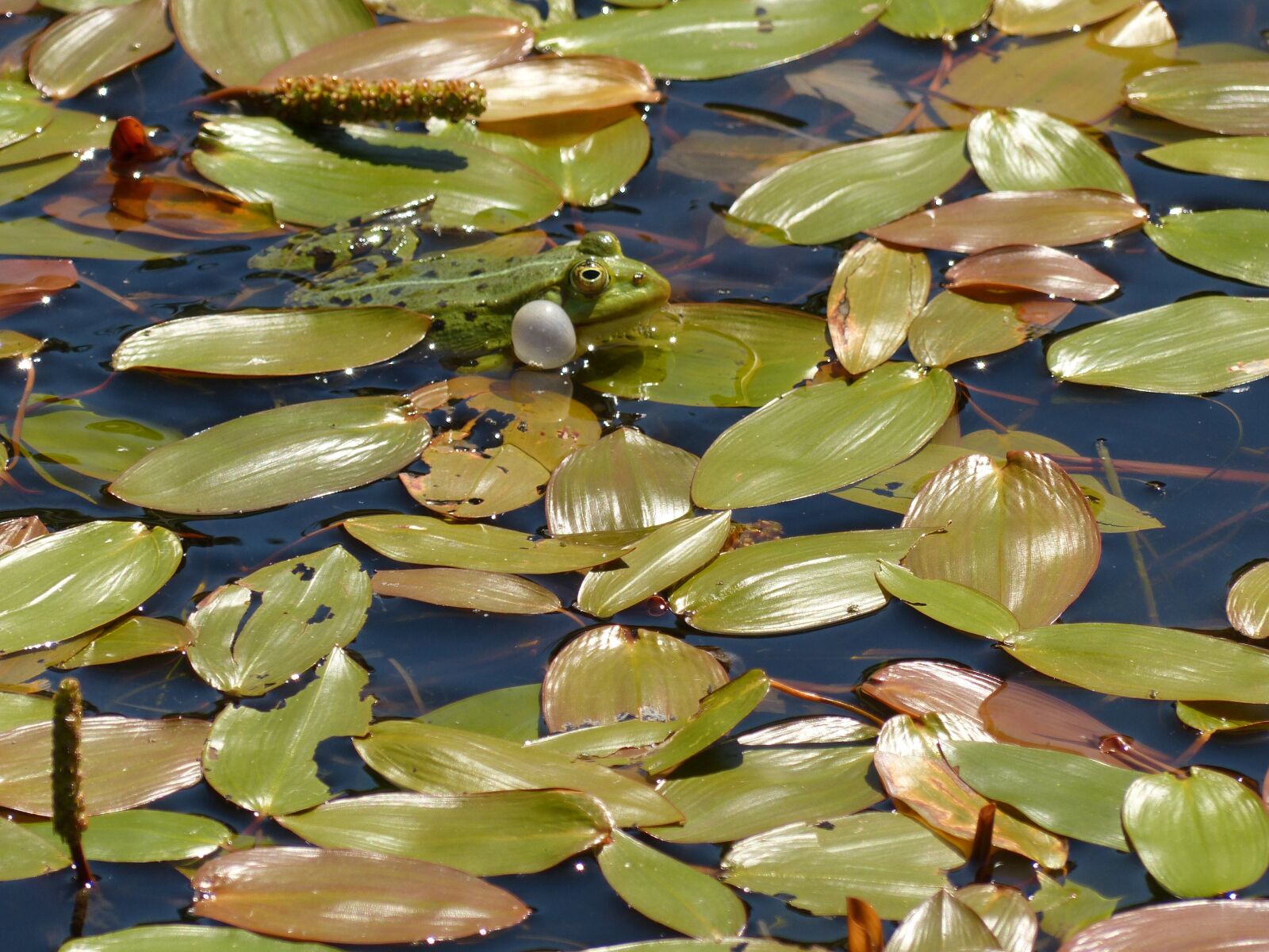 Panasonic Lumix DMC-FZ200 sample photo. Frog, frog pond, pond photography