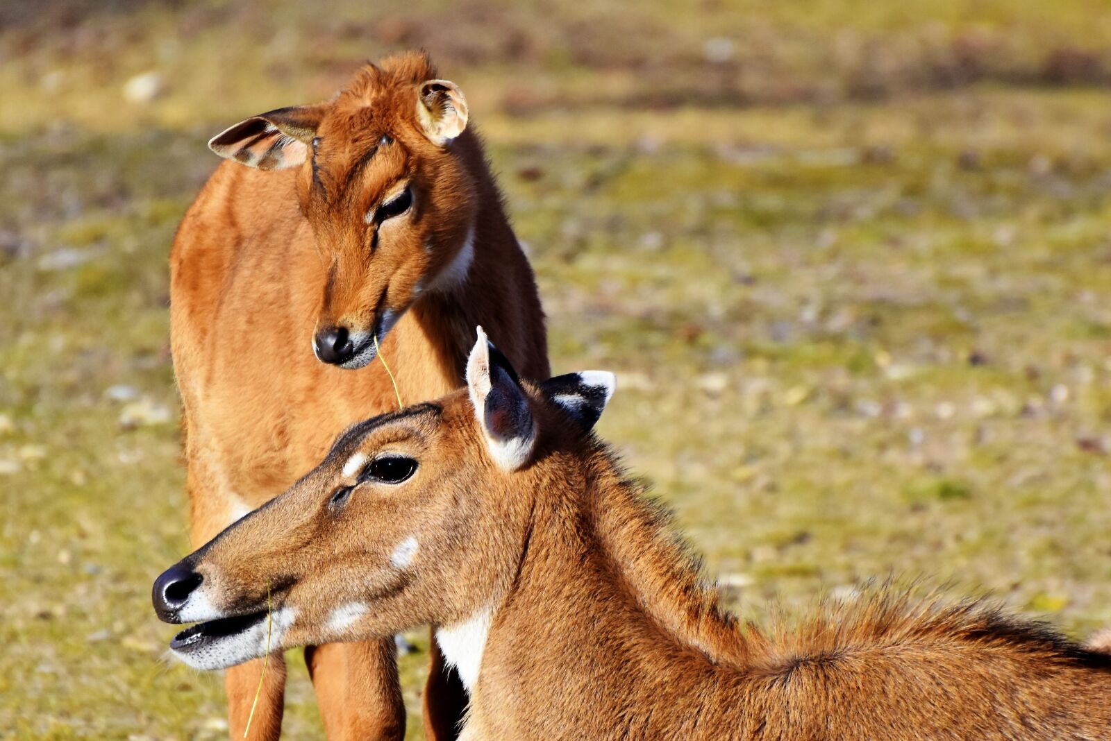 Nikon D7200 sample photo. Goat-antelope, antelope, young animal photography