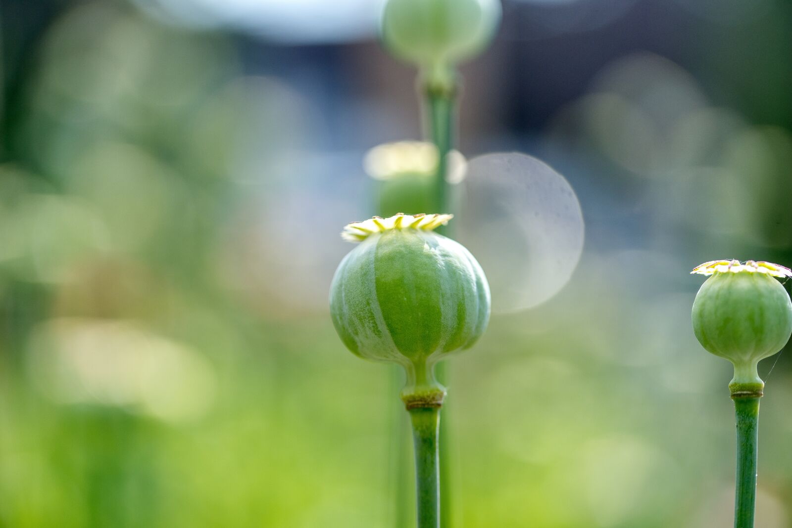 Nikon D750 sample photo. Poppy capsules, poppy, faded photography