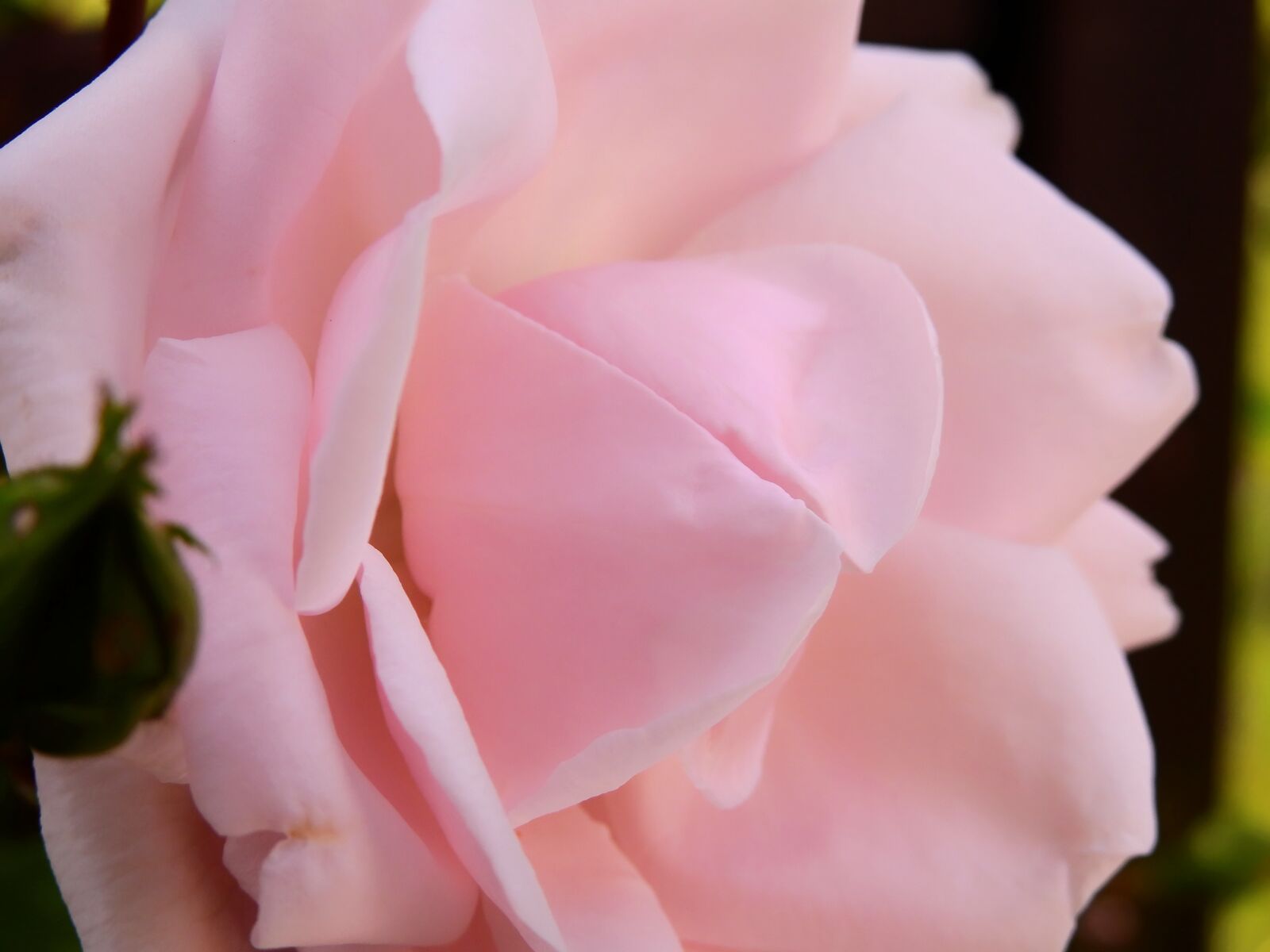 Nikon Coolpix P900 sample photo. Rose, flower, rose blooms photography