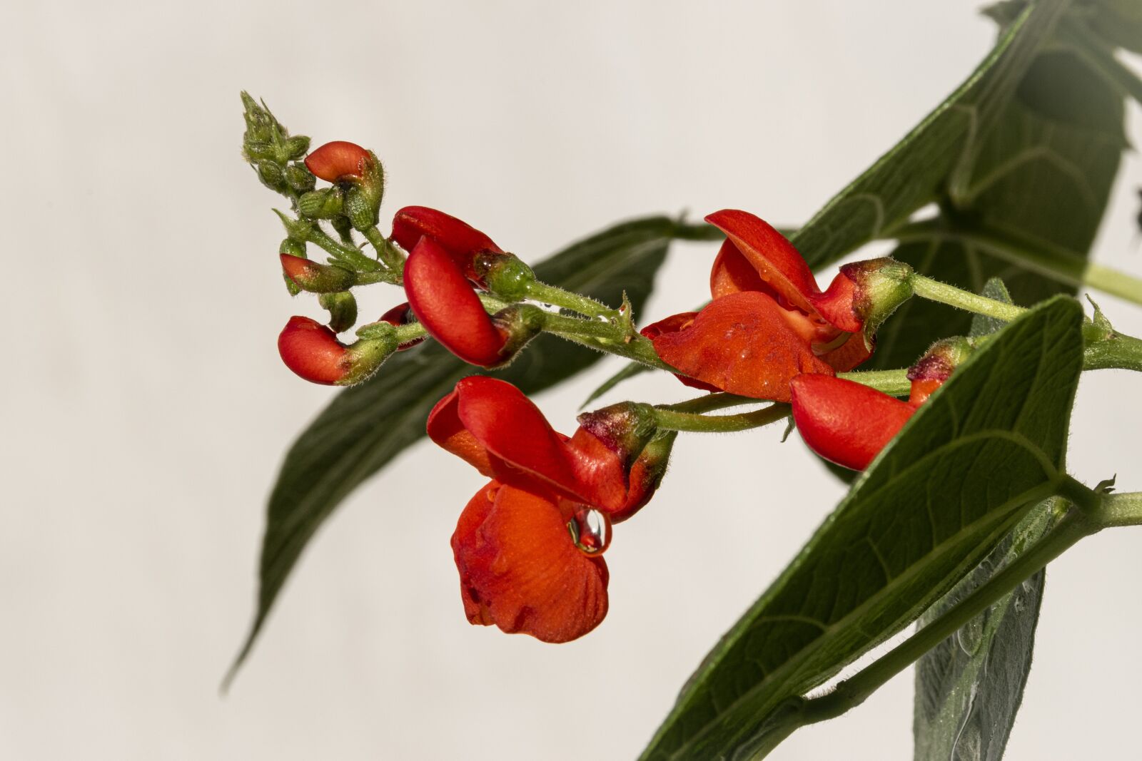Nikon D5500 sample photo. Beans, bean, flowers photography