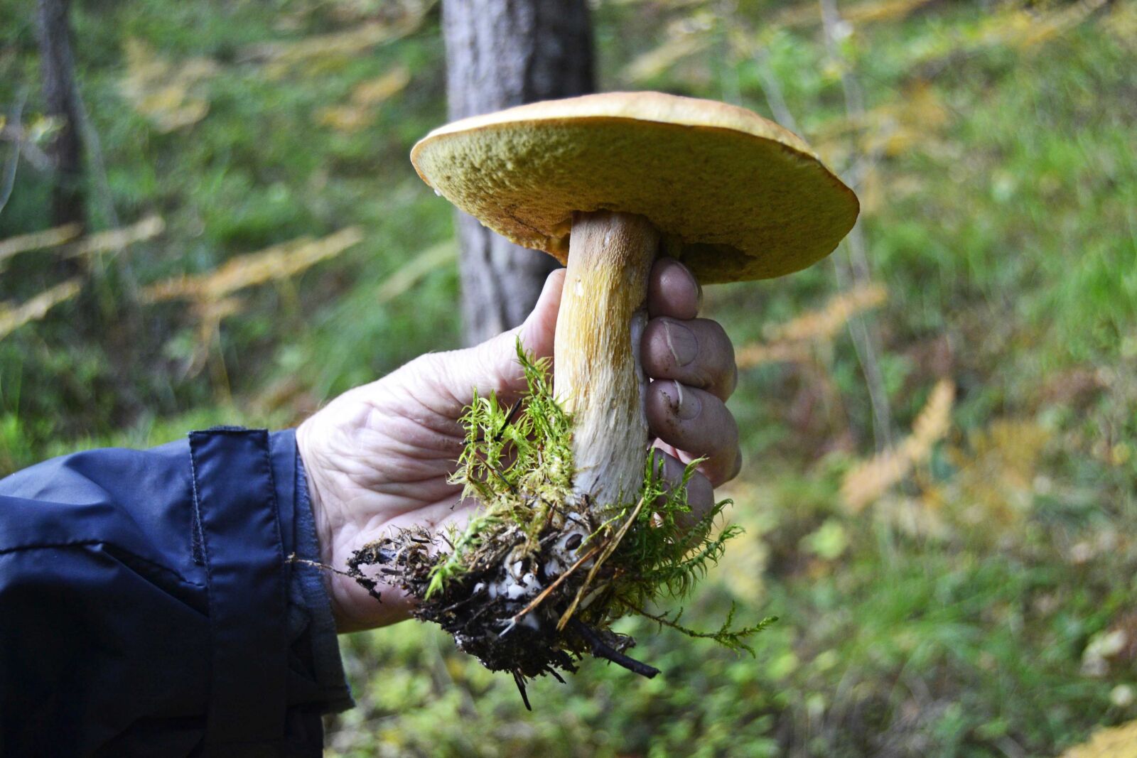 Nikon D3100 sample photo. Autumn, mushroom, forest photography