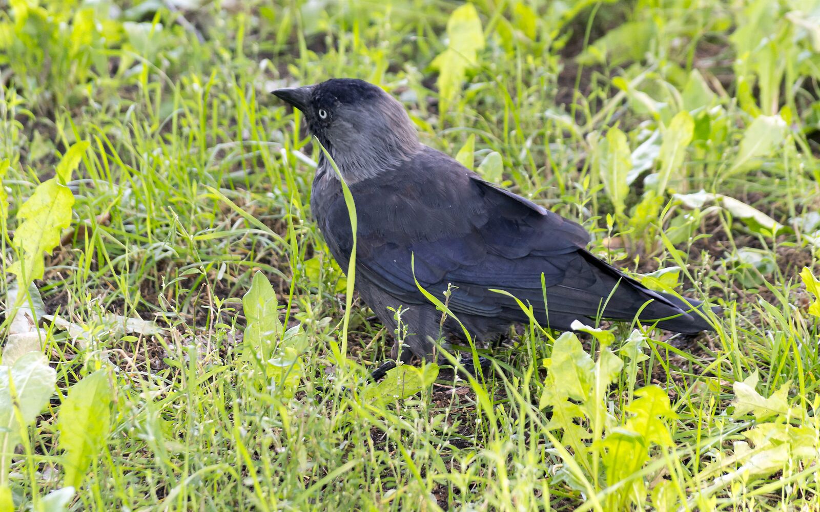 Nikon D3100 sample photo. Bird, crow, grass photography