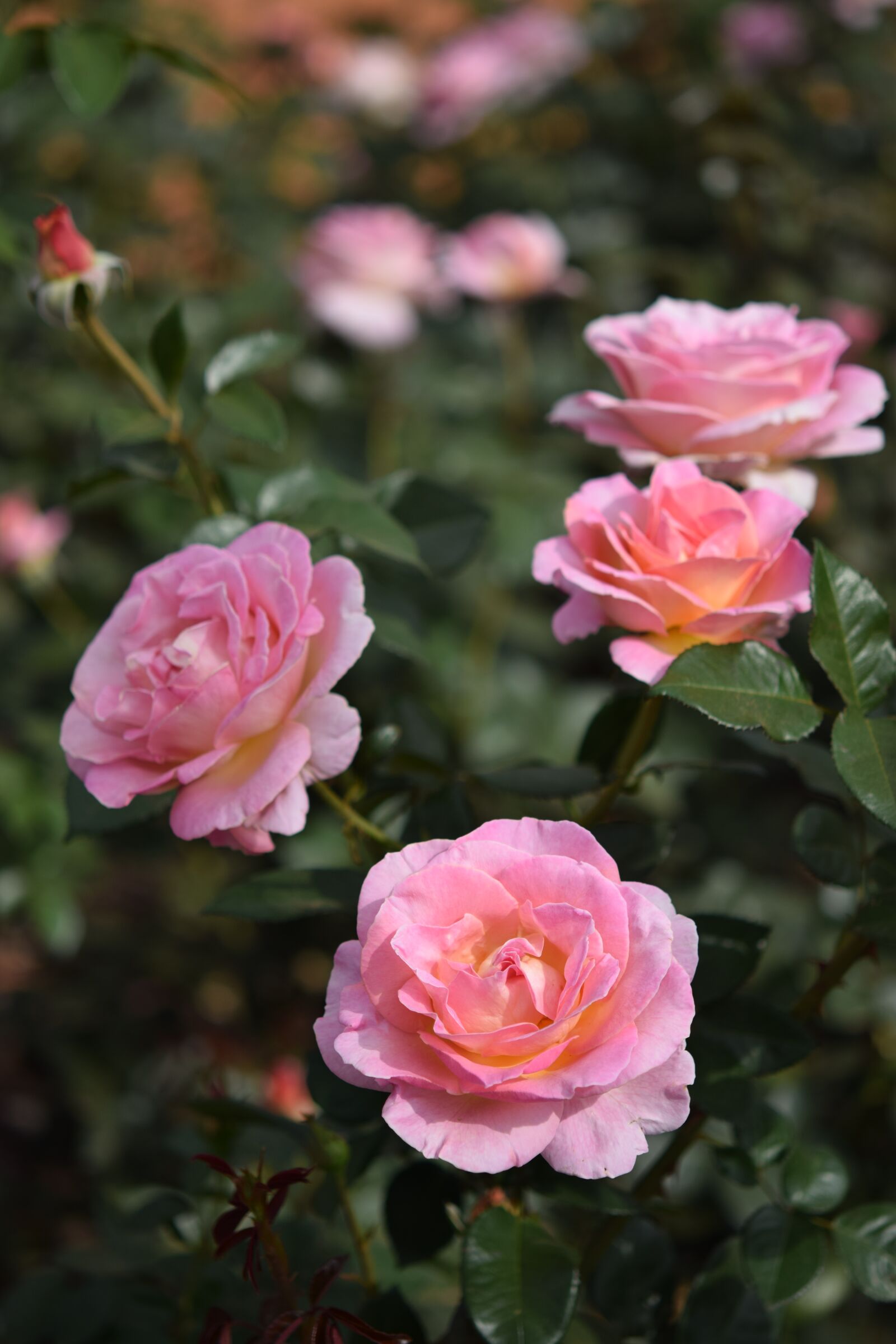 Nikon D3300 sample photo. Rose, flower, plant photography