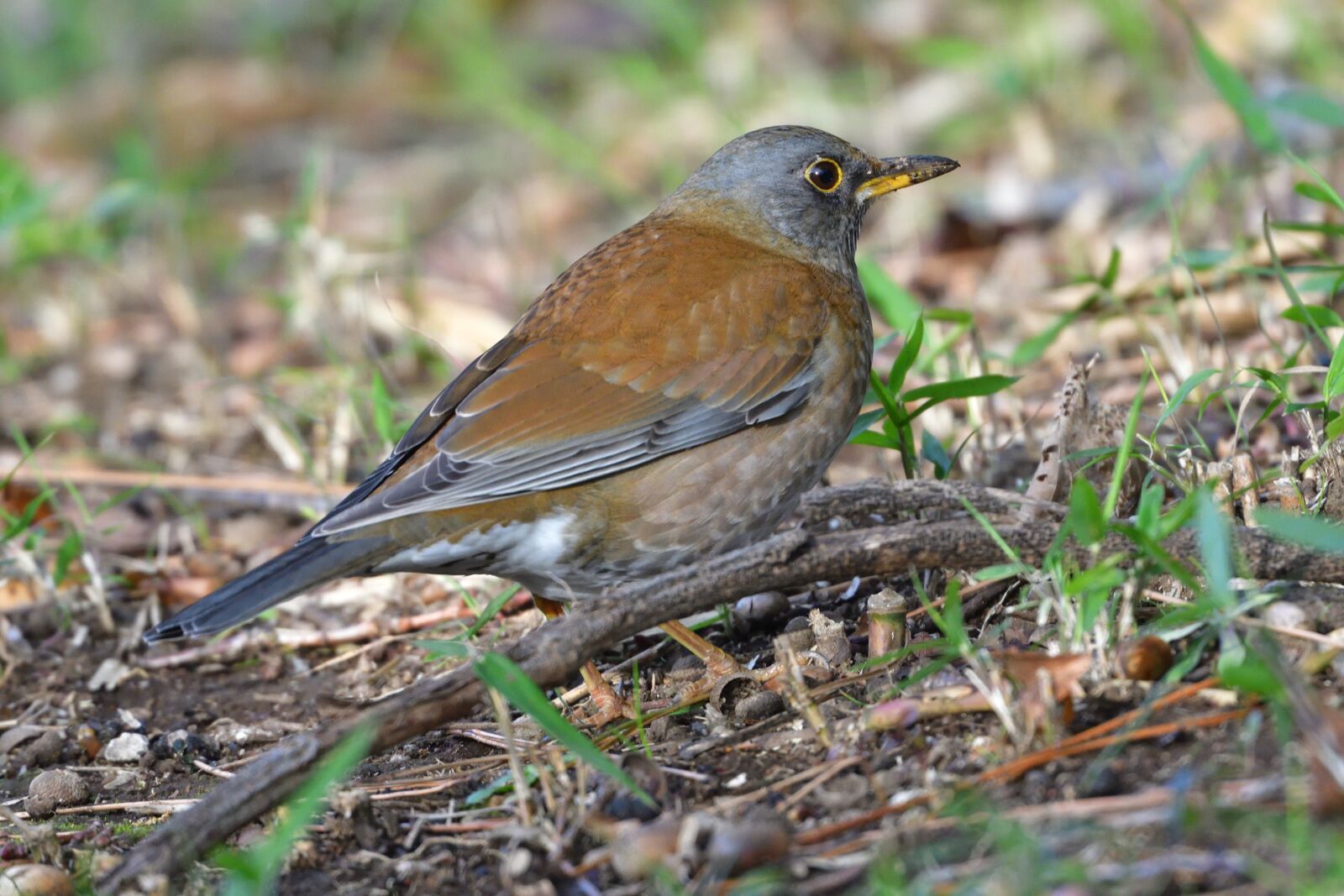 Nikon D500 sample photo. Natural, wild animals, bird photography